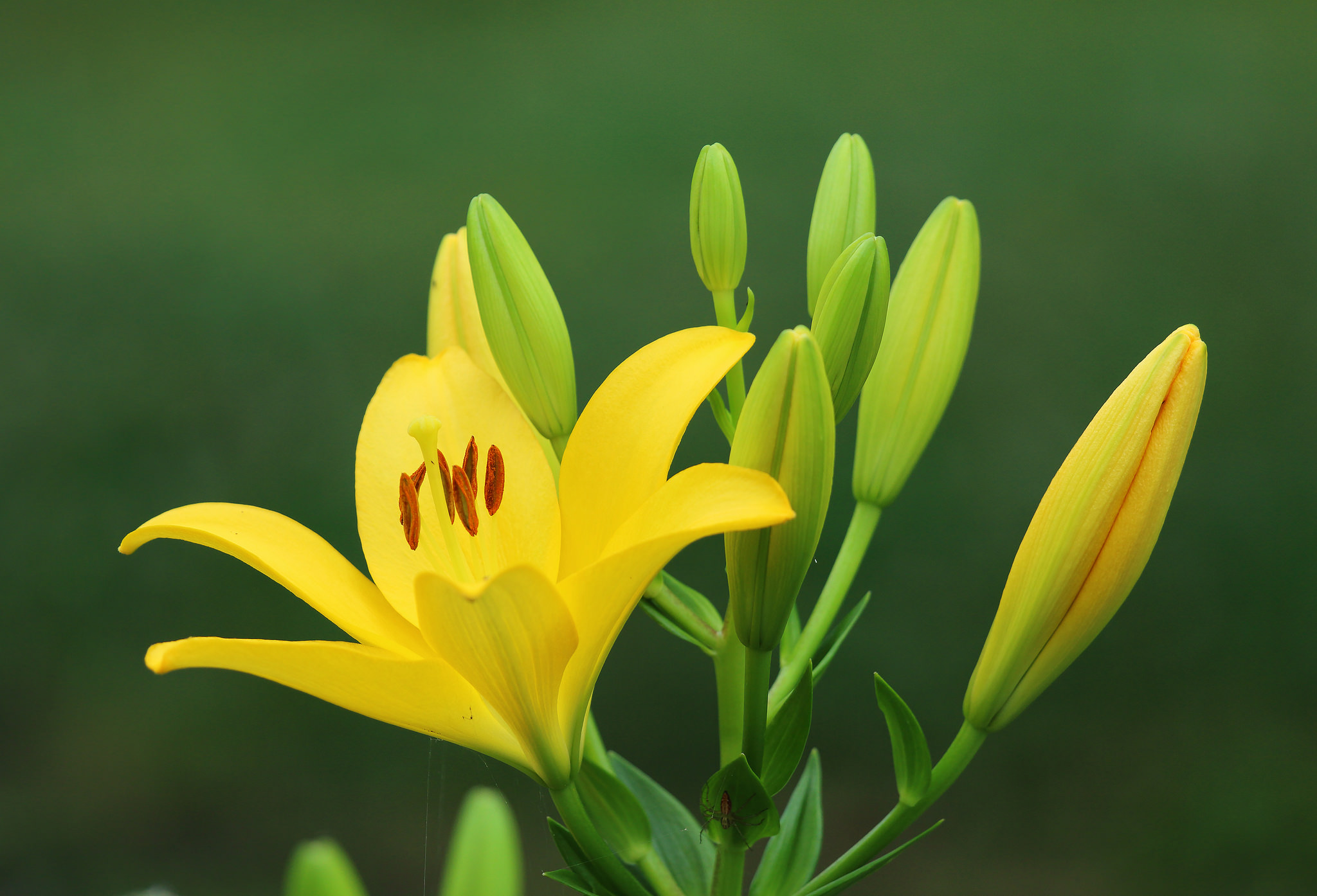 Фото бесплатно лилия, лилии, желтый цветок