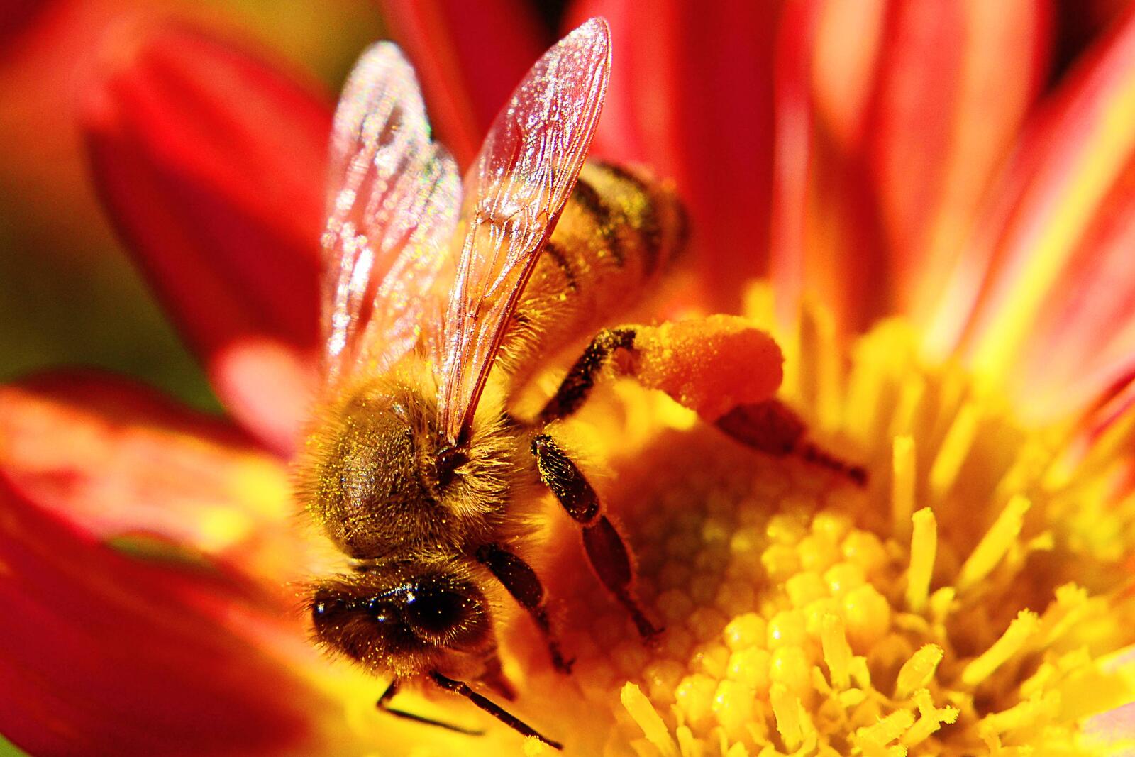 Картинки на заставку макро, пчела бесплатно