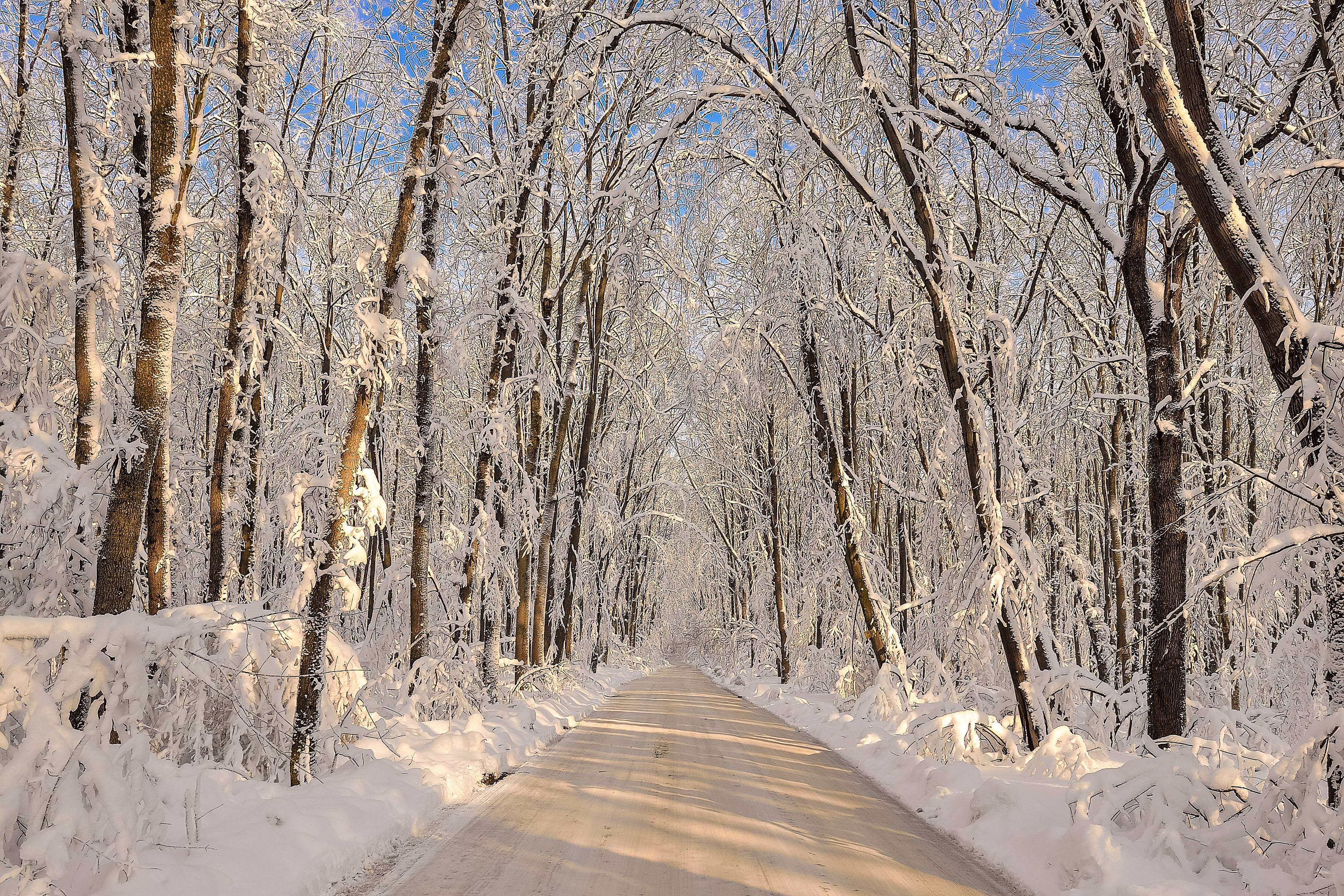 Wallpapers road through the forest winter forest winter on the desktop
