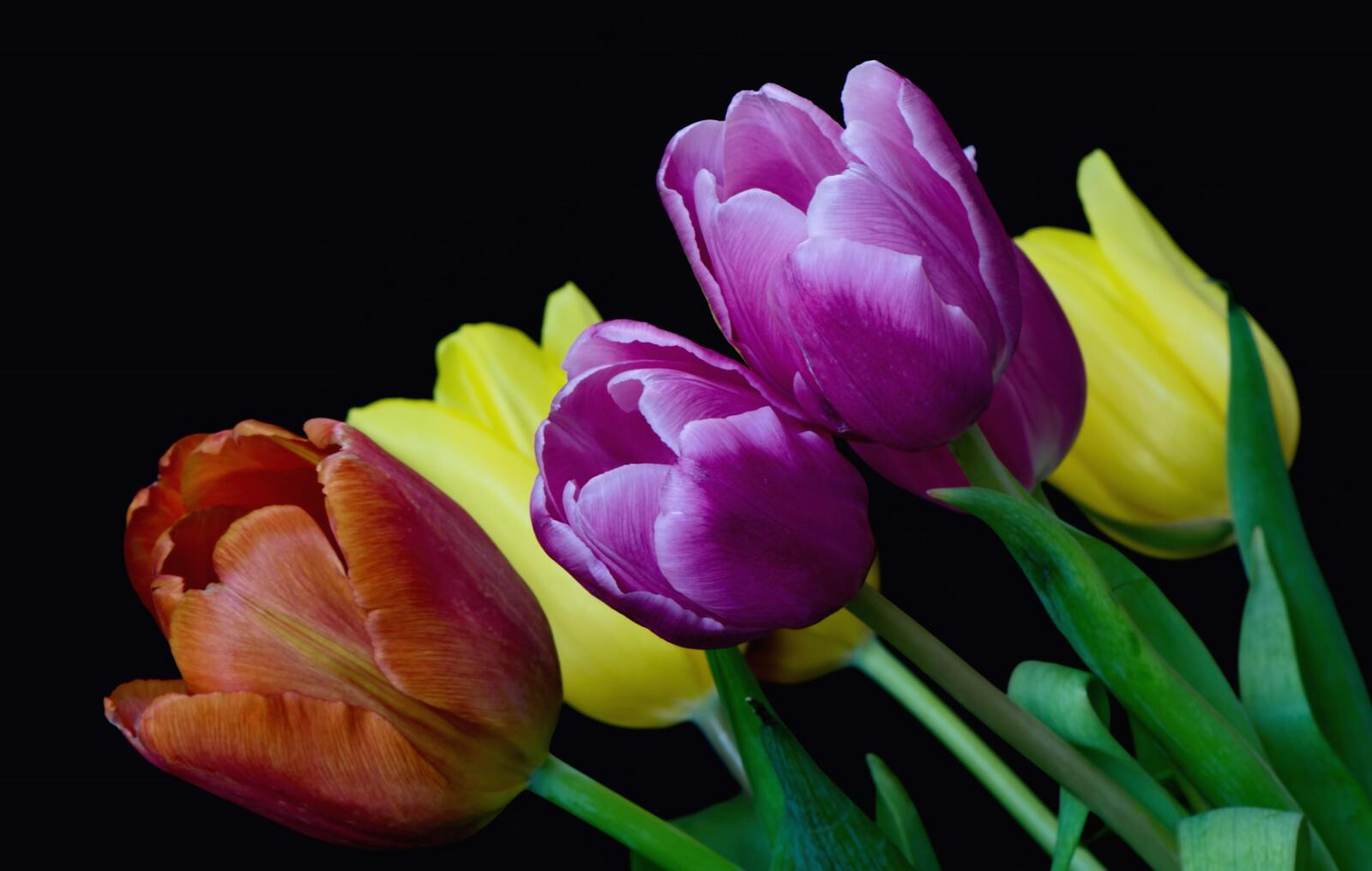 Обои бутоны тюльпаны разноцветный на рабочий стол