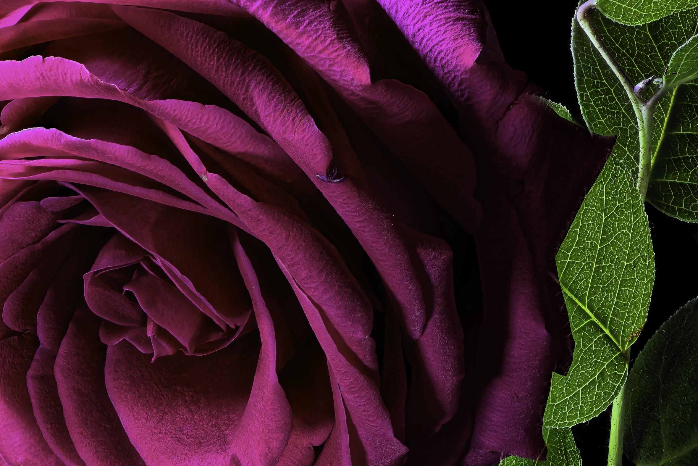Wallpapers close-up pink rose flower on the desktop