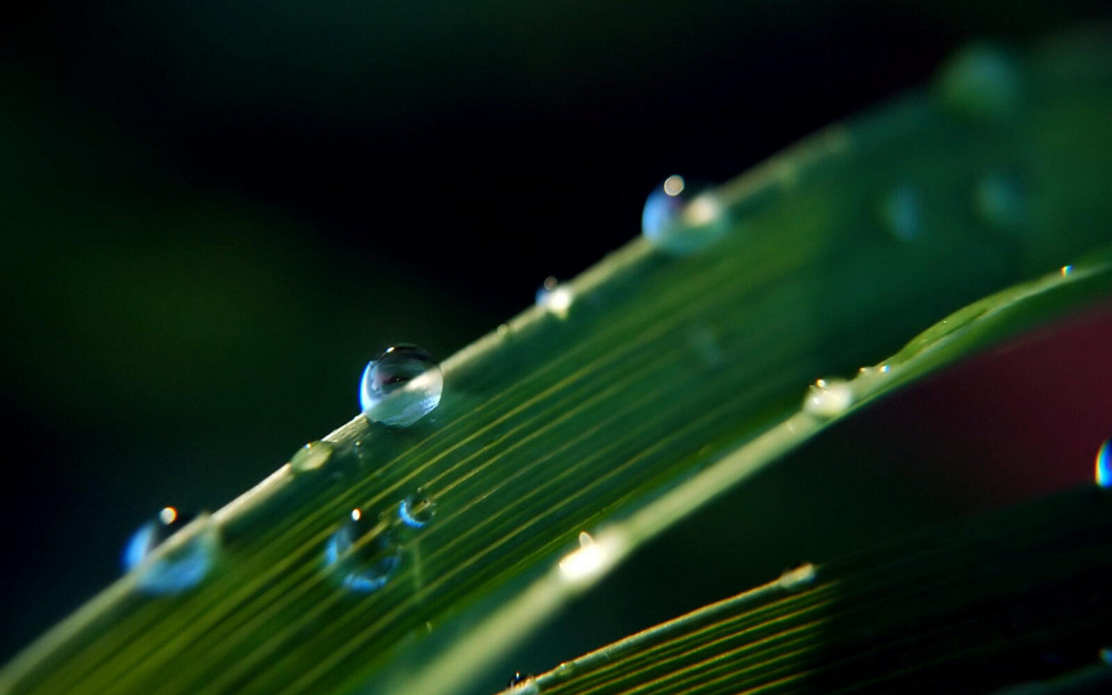 Wallpapers drops water grass on the desktop