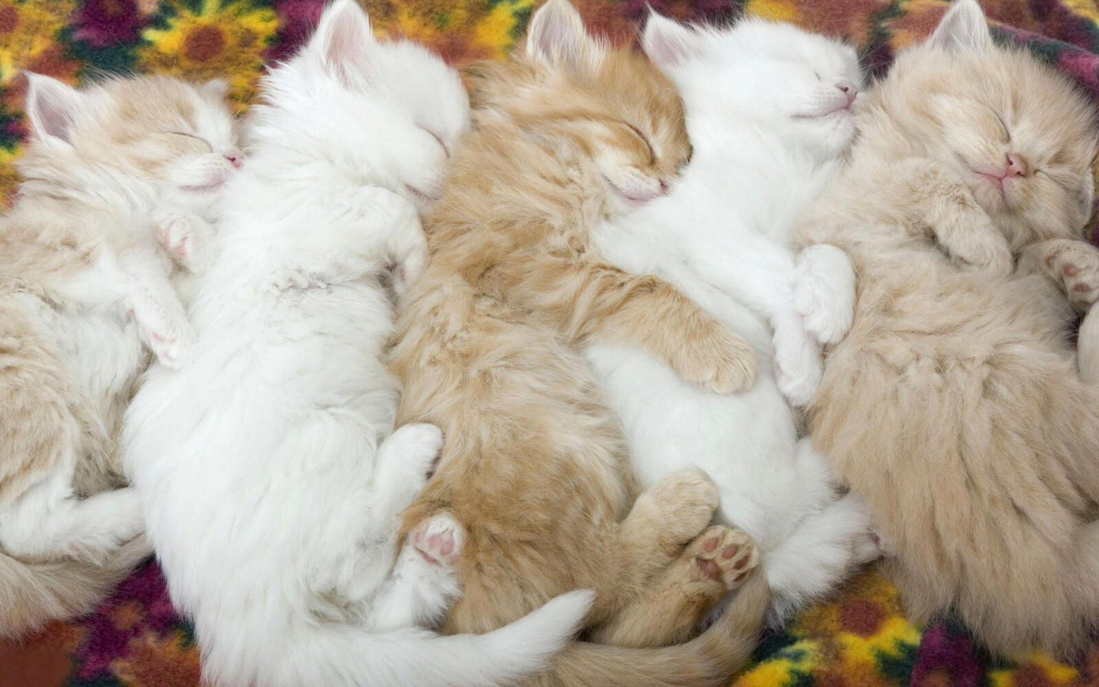 Wallpapers kittens fluffy sleep on the desktop