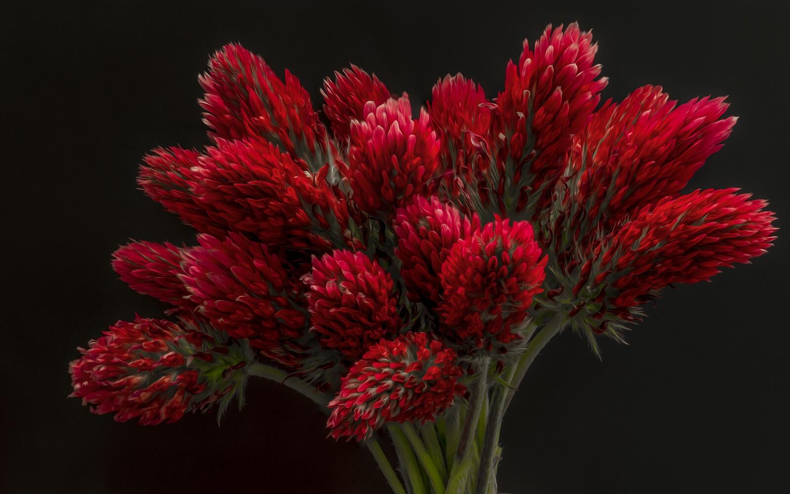 Обои красный клевер цветы флора на рабочий стол