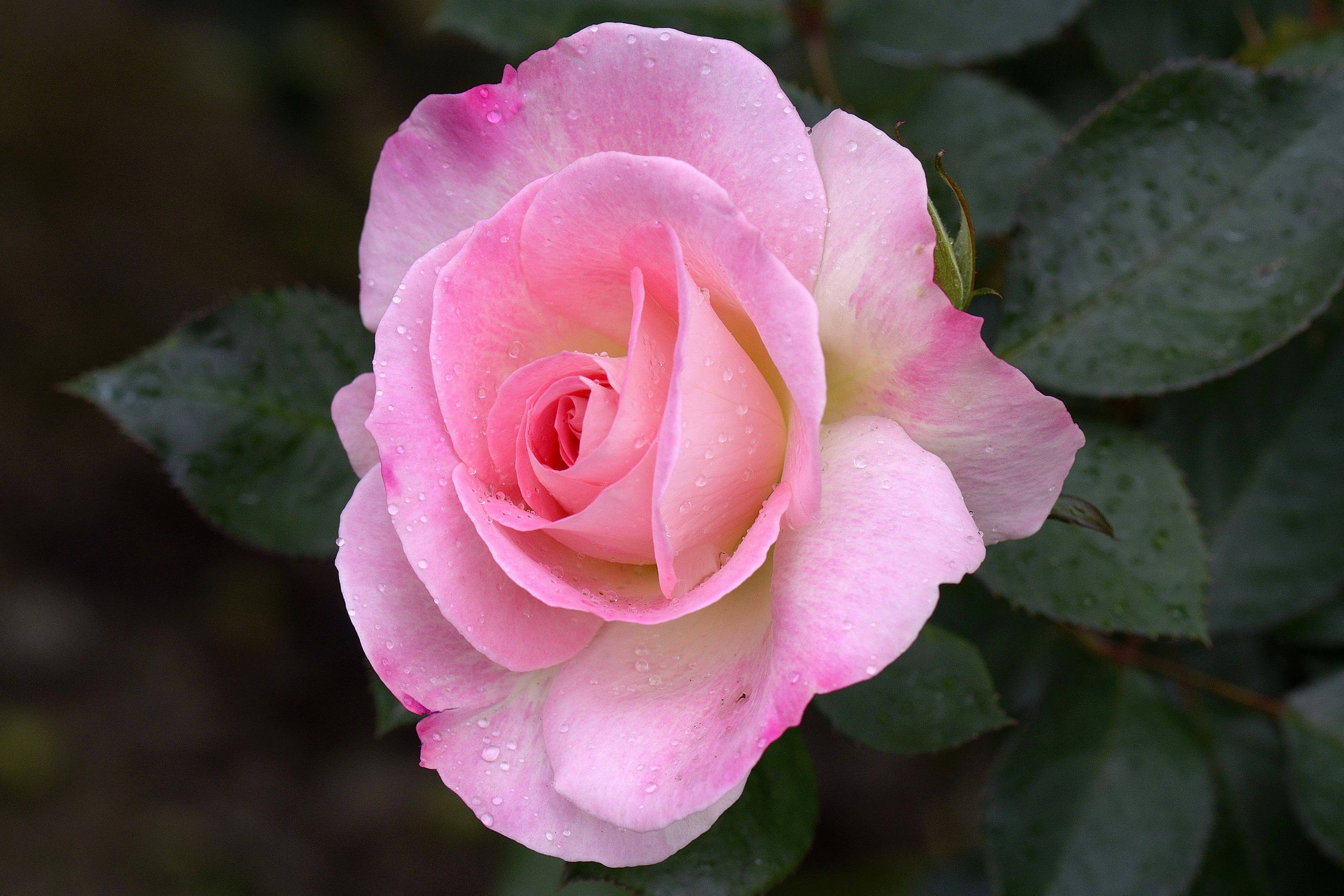 Обои розовые розы роза розовые бутоны на рабочий стол