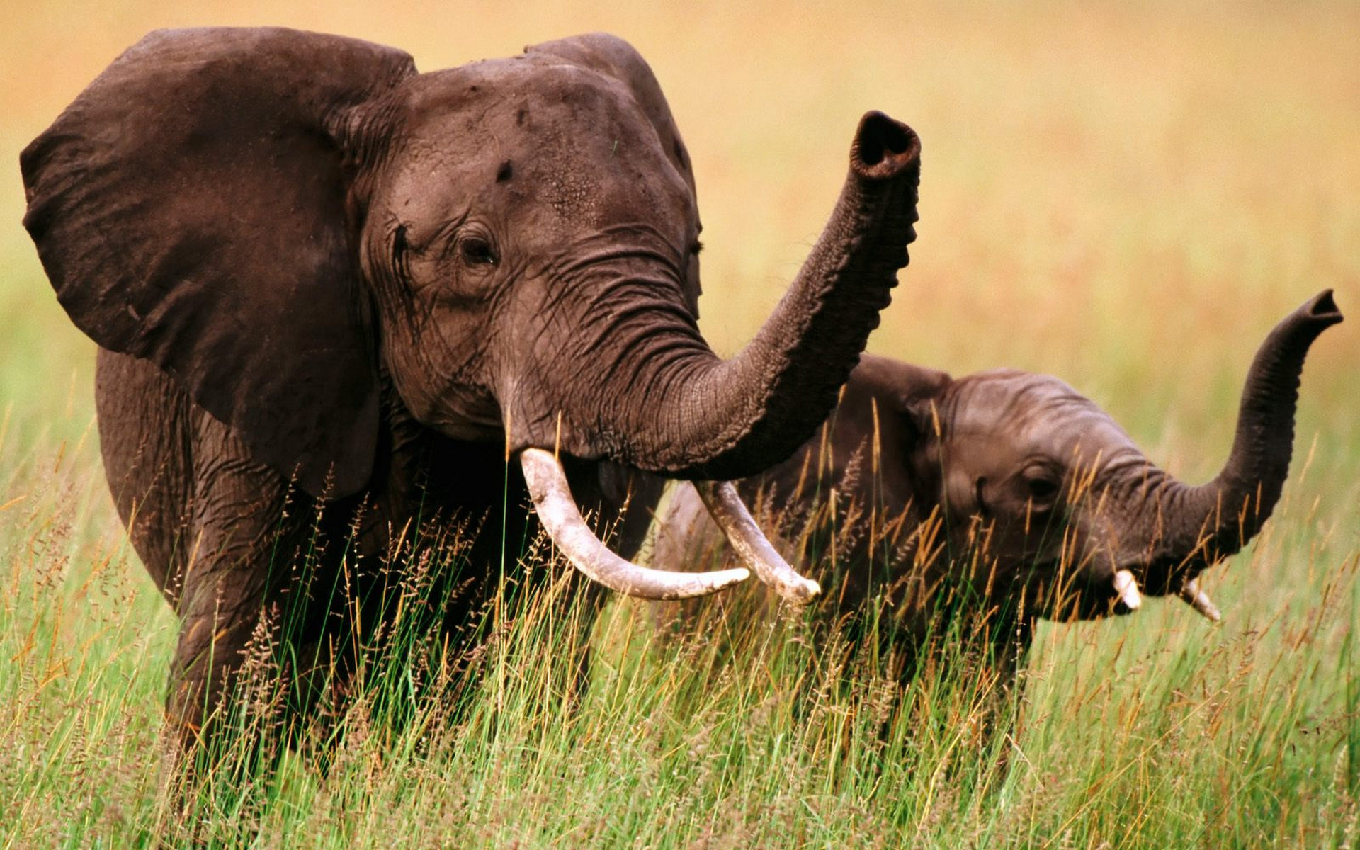 Wallpapers elephant elephant calf trunks on the desktop