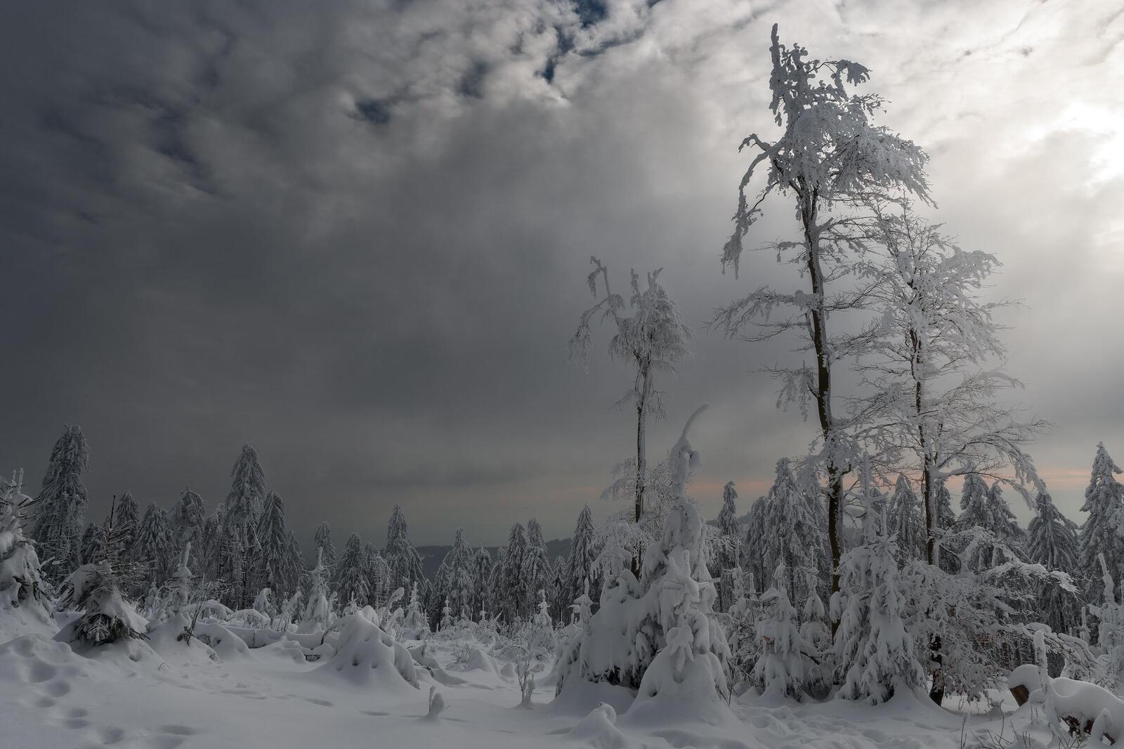 Wallpapers snow snow in the forest landscapes on the desktop