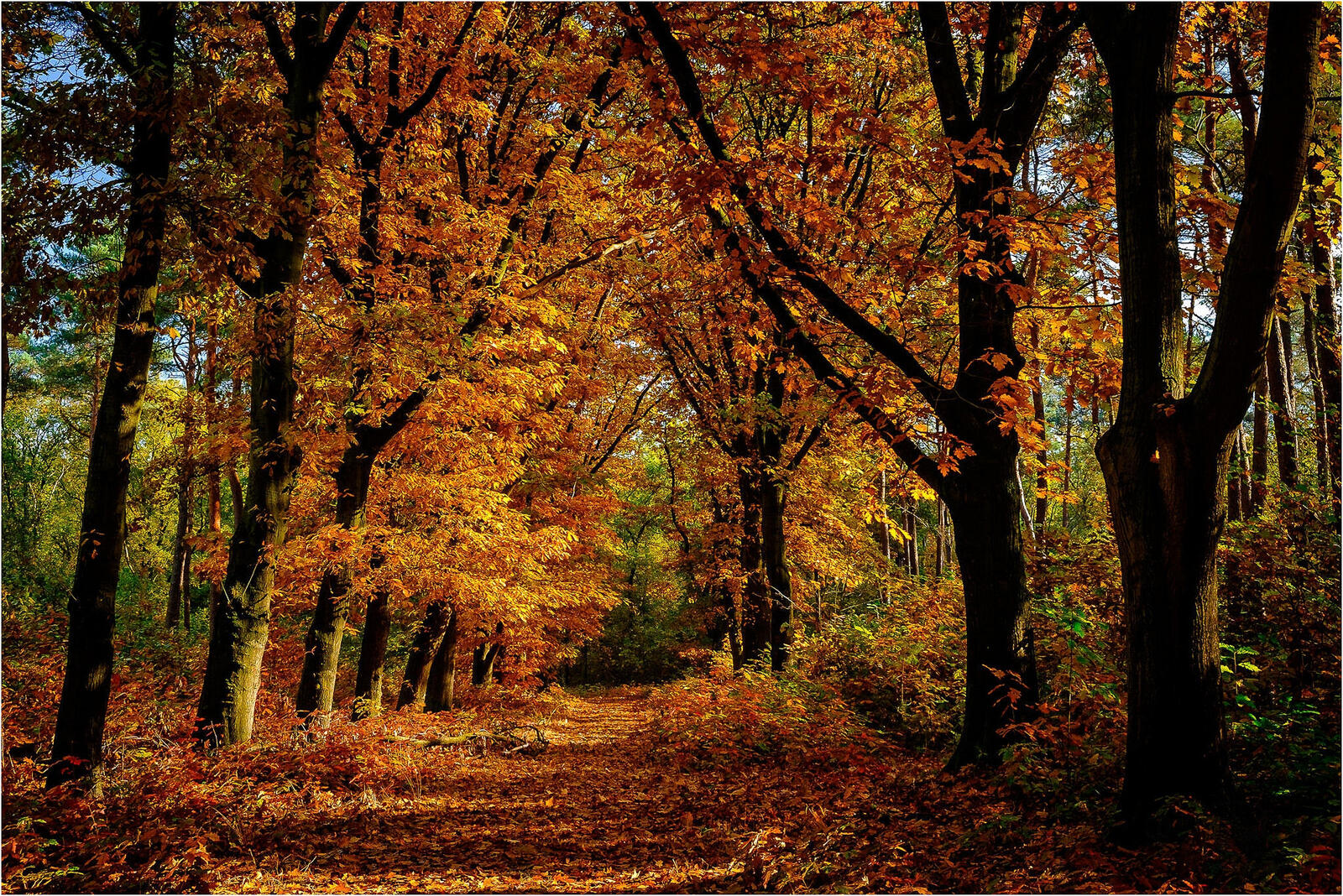 Wallpapers autumn forest road through the forest forest on the desktop