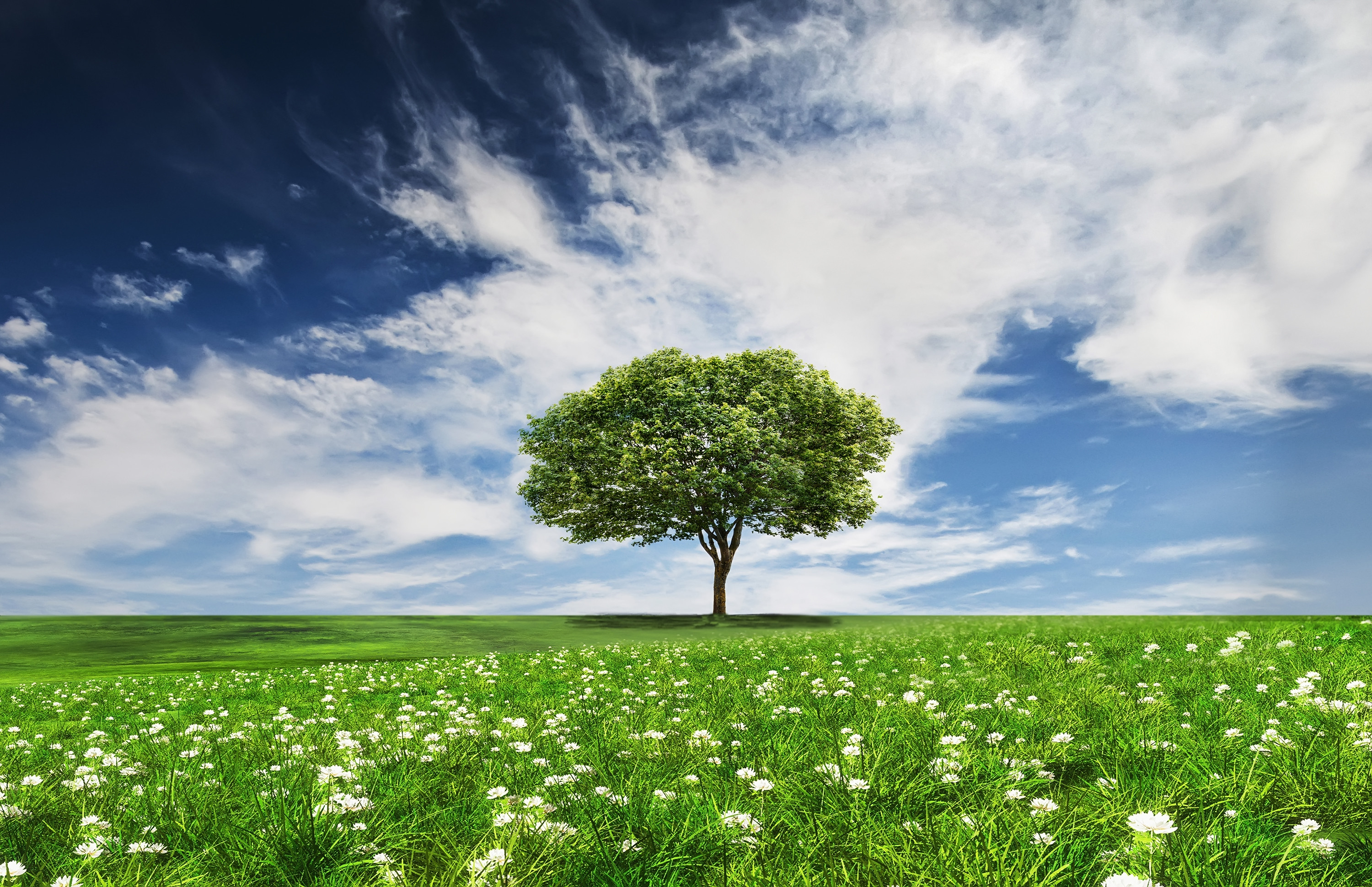 Бесплатное фото Красивые обои дерево, поле на телефон