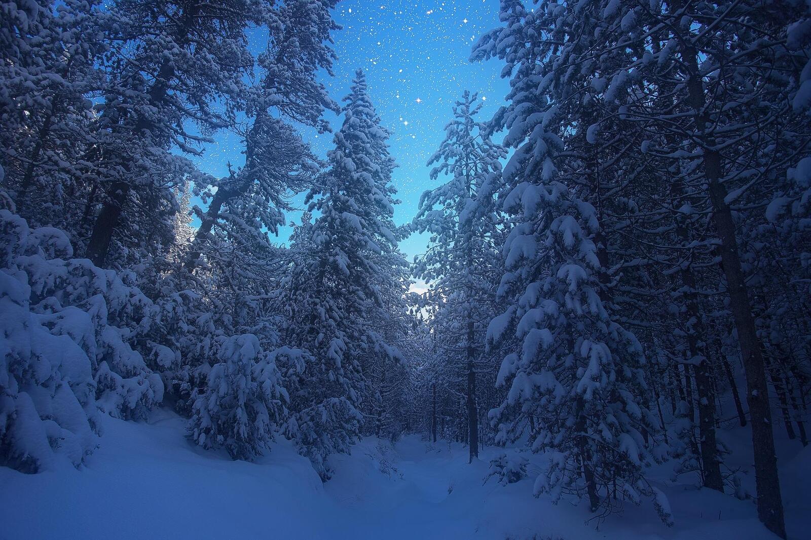 桌面上的壁纸树木 圣诞树上的雪 雪中的树木