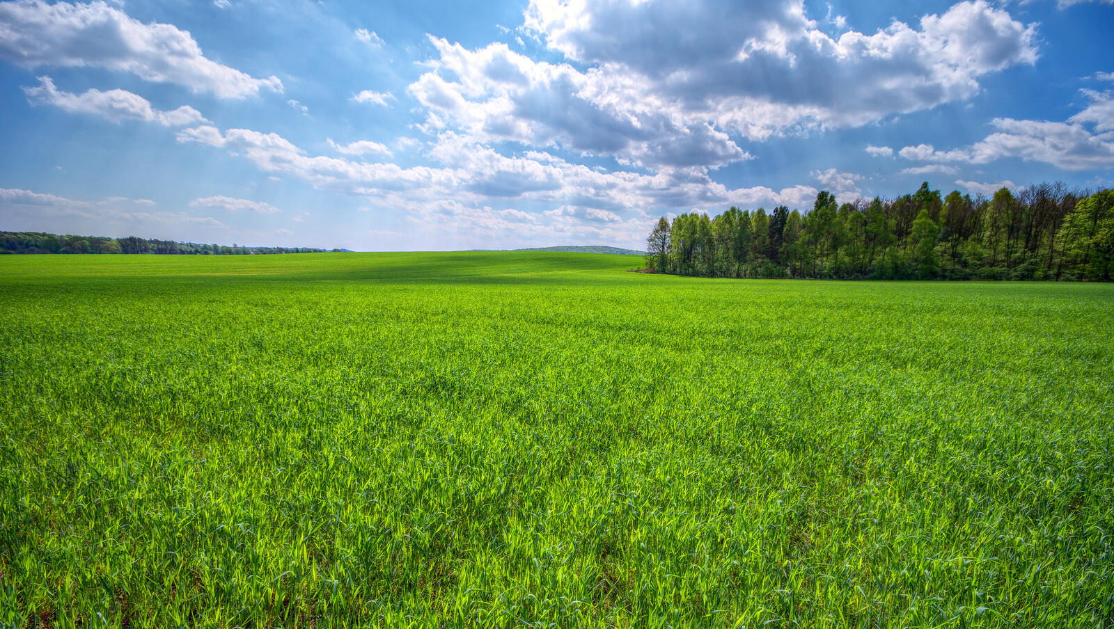 Wallpapers green field landscapes trees on the desktop