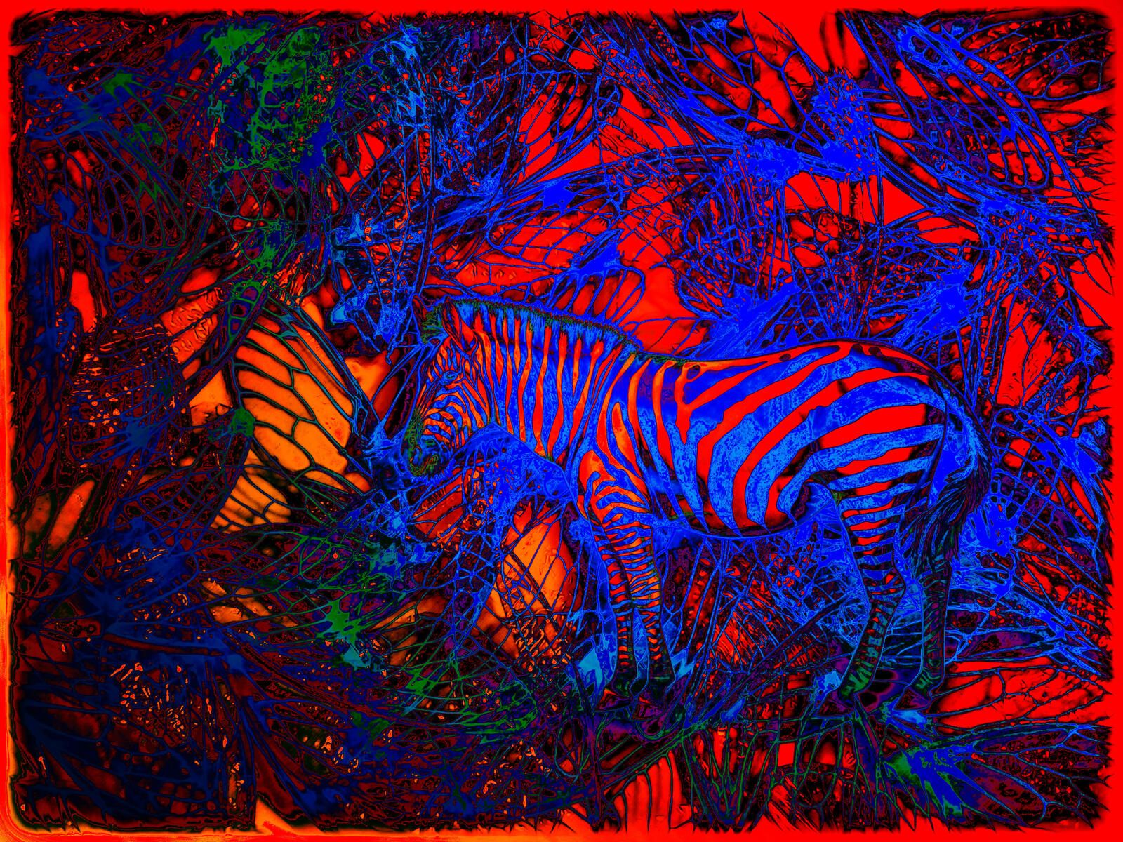 Wallpapers background abstraction zebra on the desktop