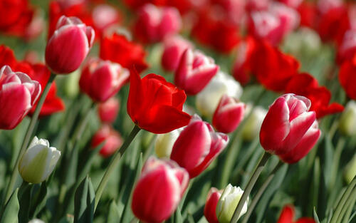 тюльпаны белые красные