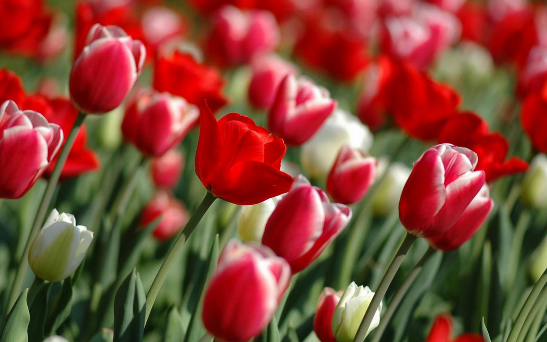 Wallpapers tulips white red on the desktop