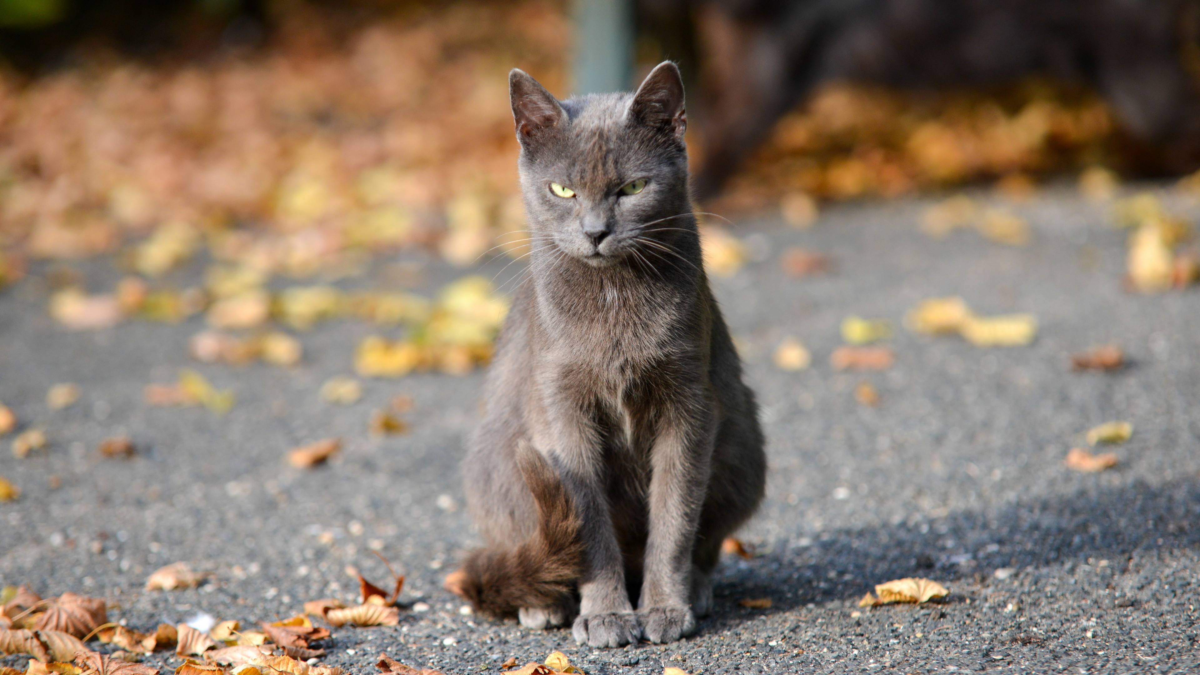 Фото бесплатно сердитый кот, серый, осень