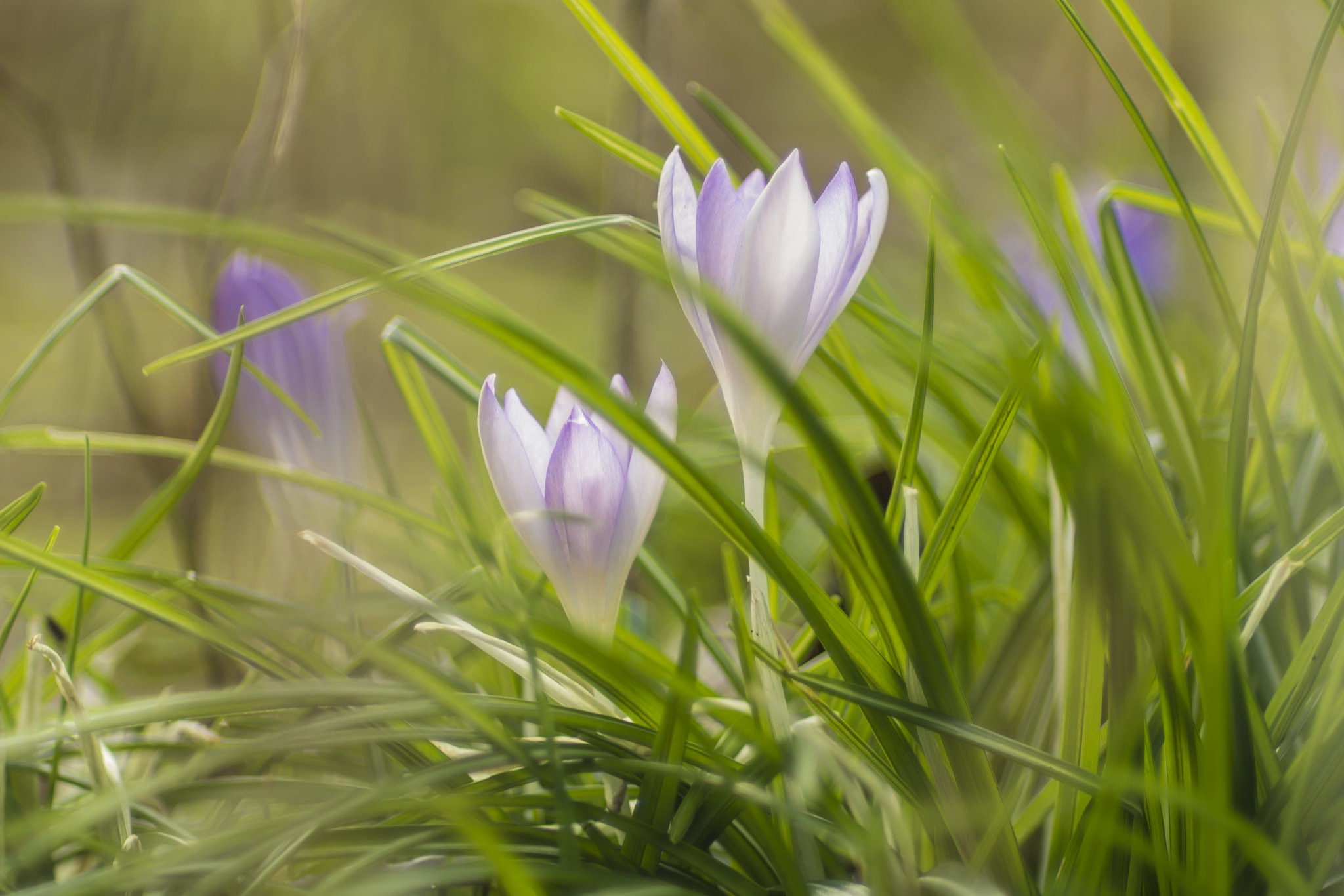 Фото бесплатно крокусы, полевые цветы, зеленая трава