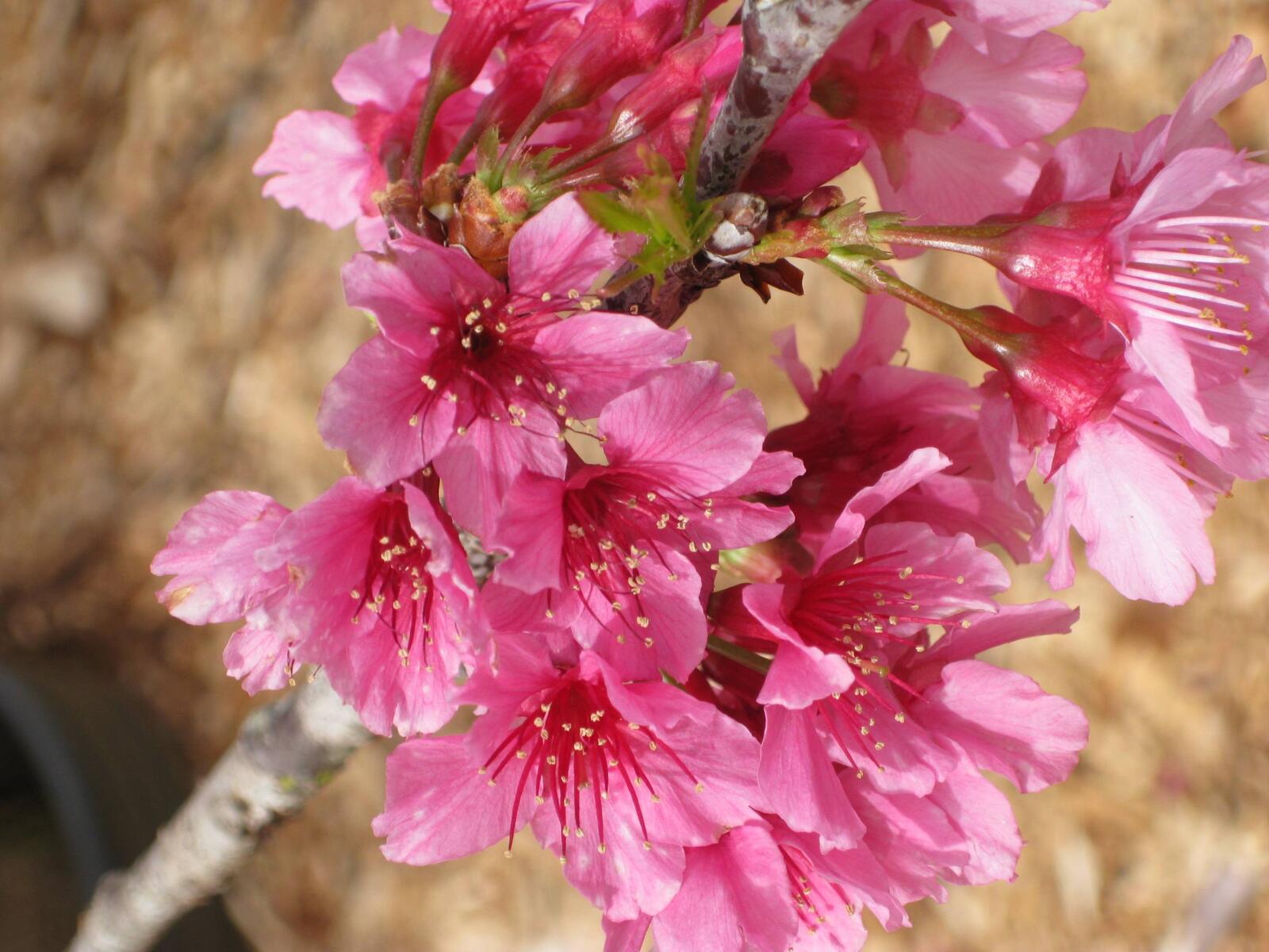 Обои розовые цветы весна сакура на рабочий стол