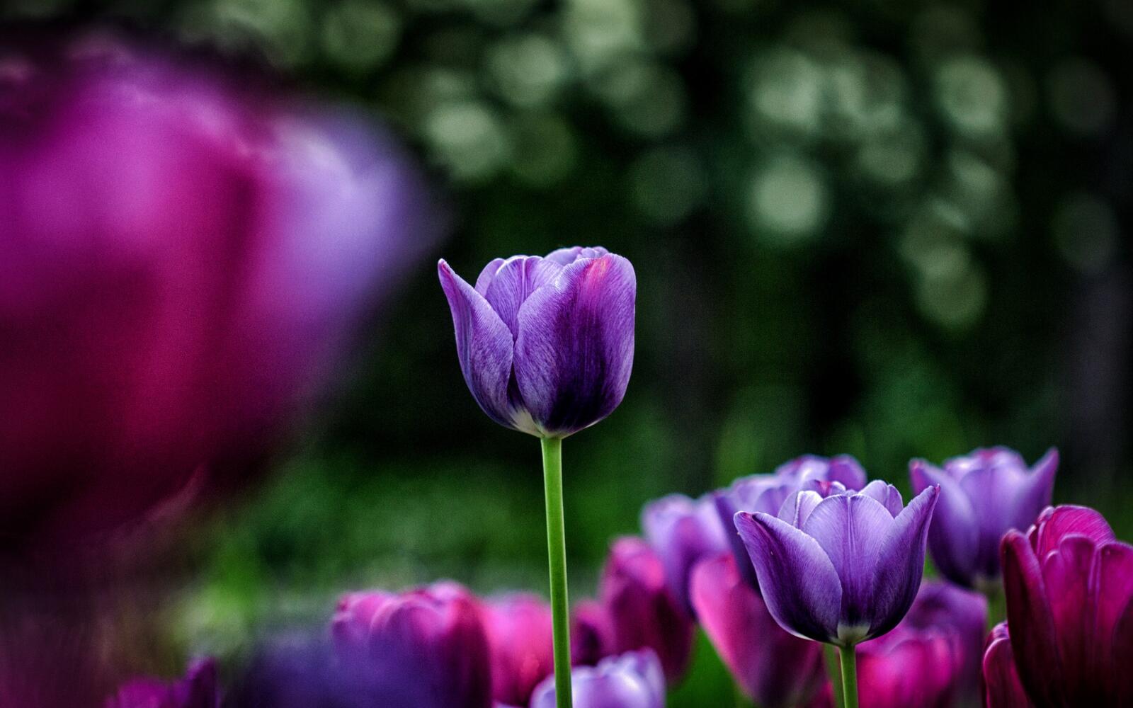 Обои тюльпаны поле фиолетовые на рабочий стол