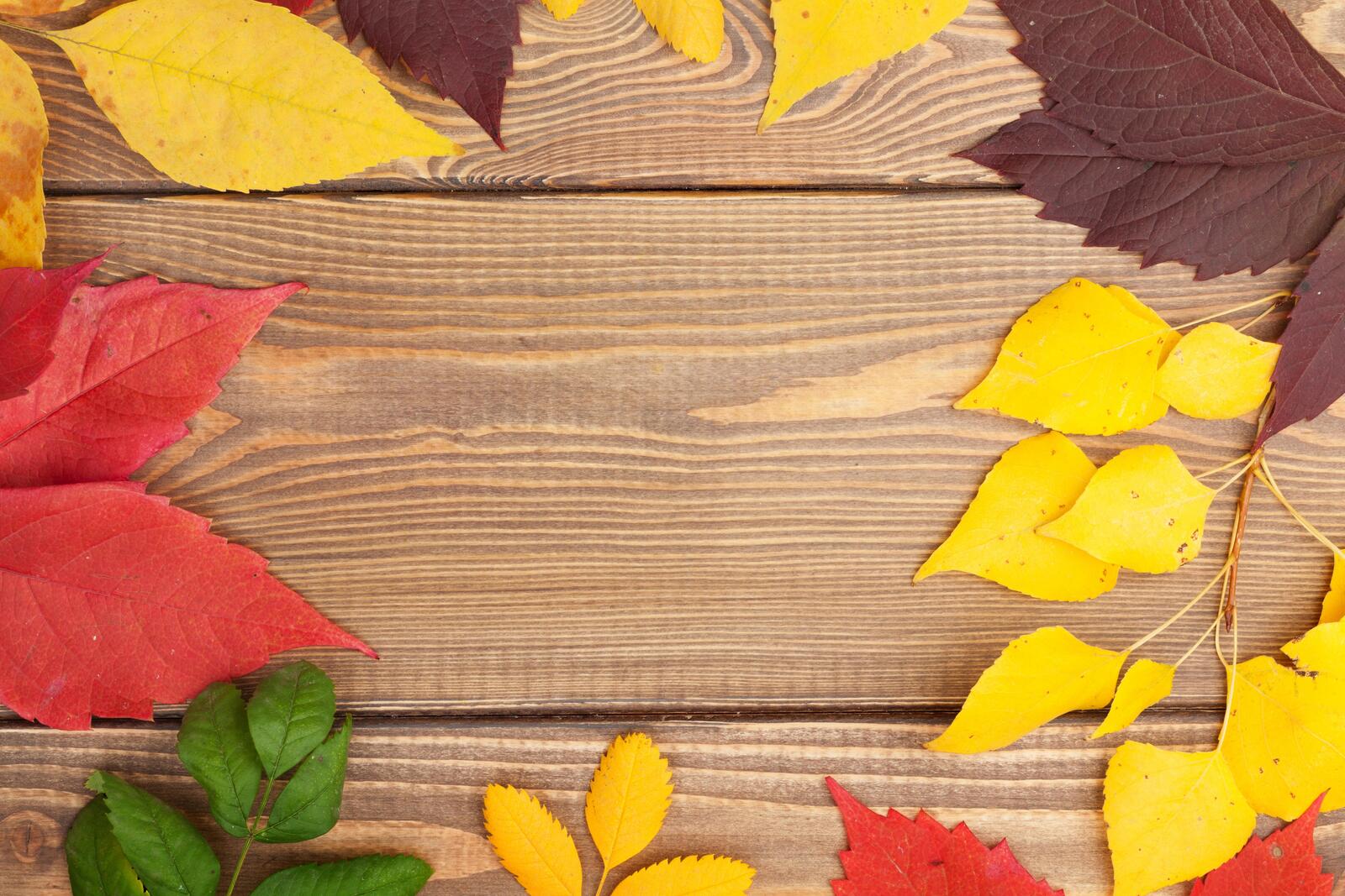 桌面上的壁纸秋叶 背景 树叶