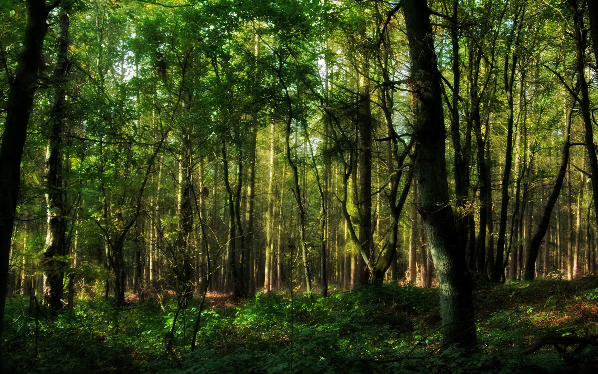 природа nature деревья лес trees forest без смс