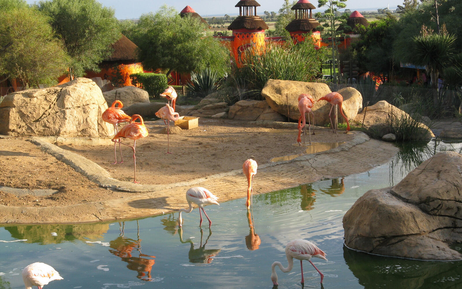 Wallpapers pink flamingos park pond on the desktop