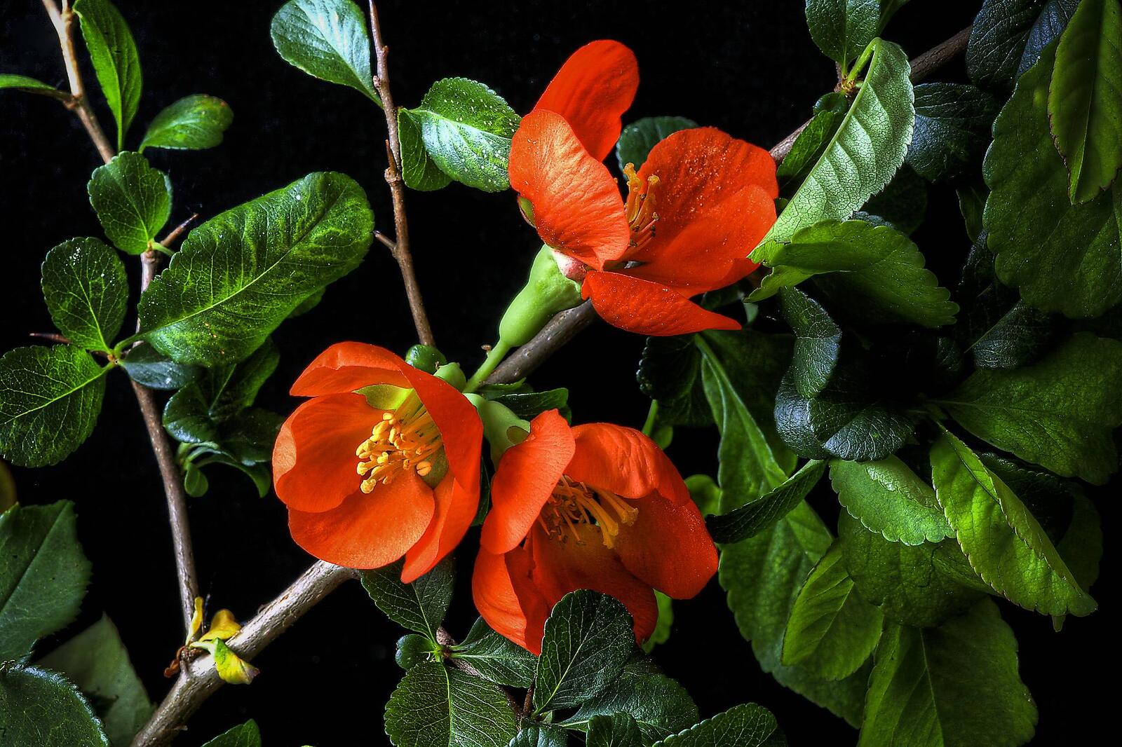 Обои ветка весна красные цветы на рабочий стол