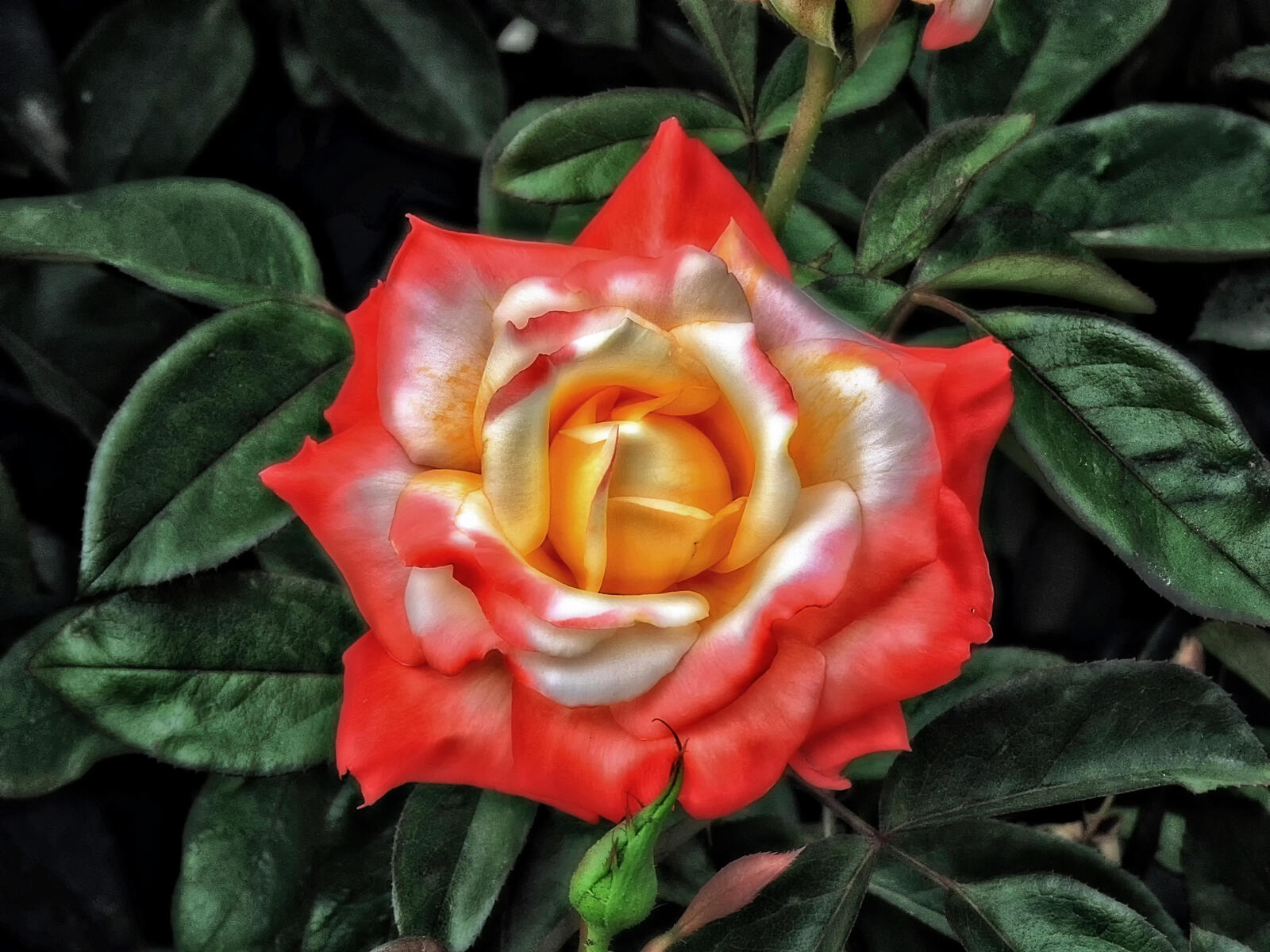 Wallpapers flower rosebud rose on the desktop