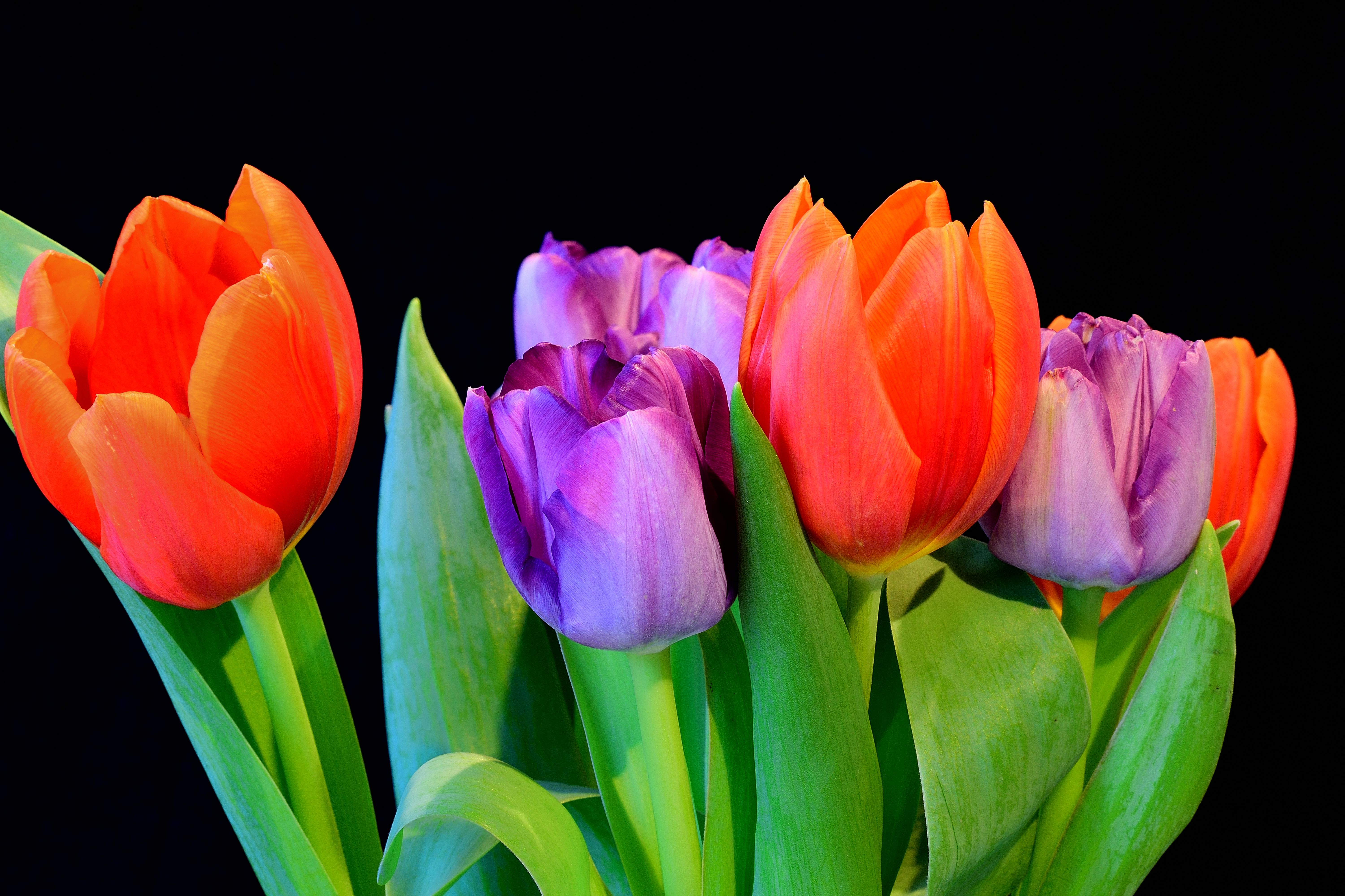 Фото бесплатно тюльпаны, фиолетовые тюльпаны, красные тюльпаны