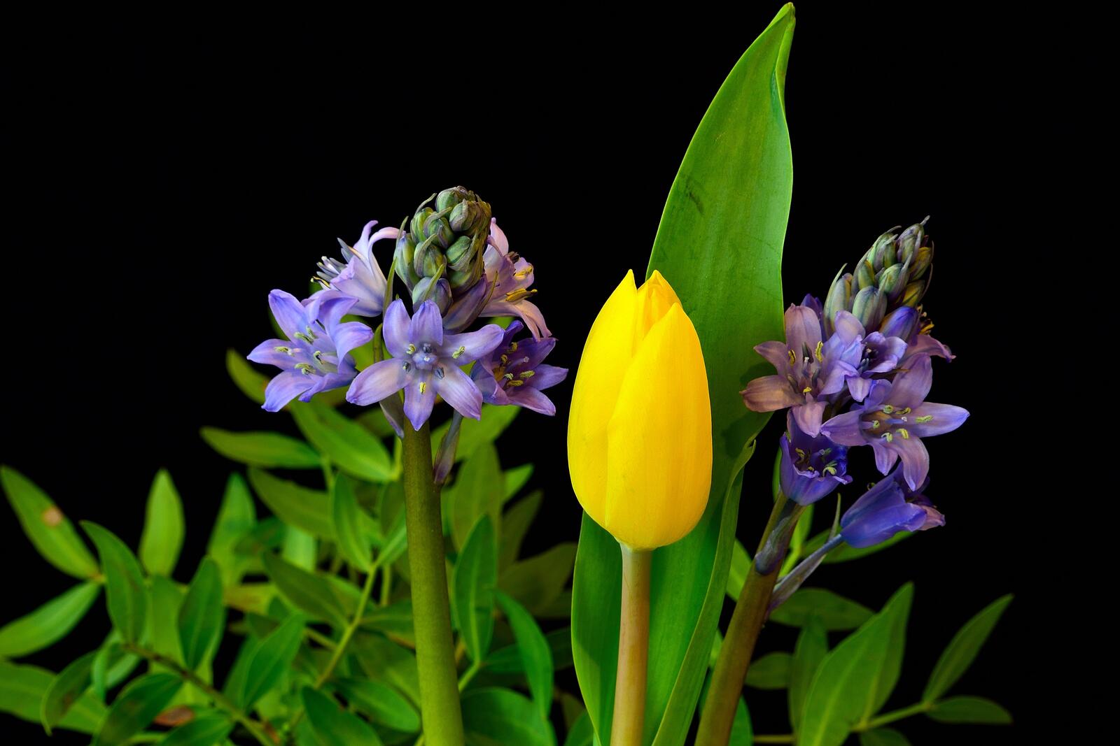 Wallpapers Hyacinth tulip black background on the desktop