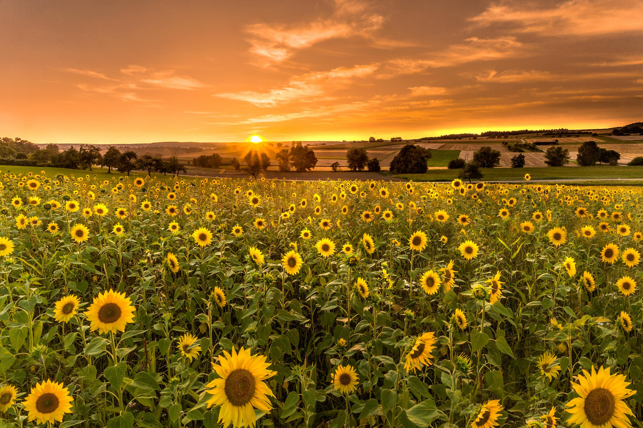 Фото бесплатно солнечный закат, поле подсолнухов, большое поле