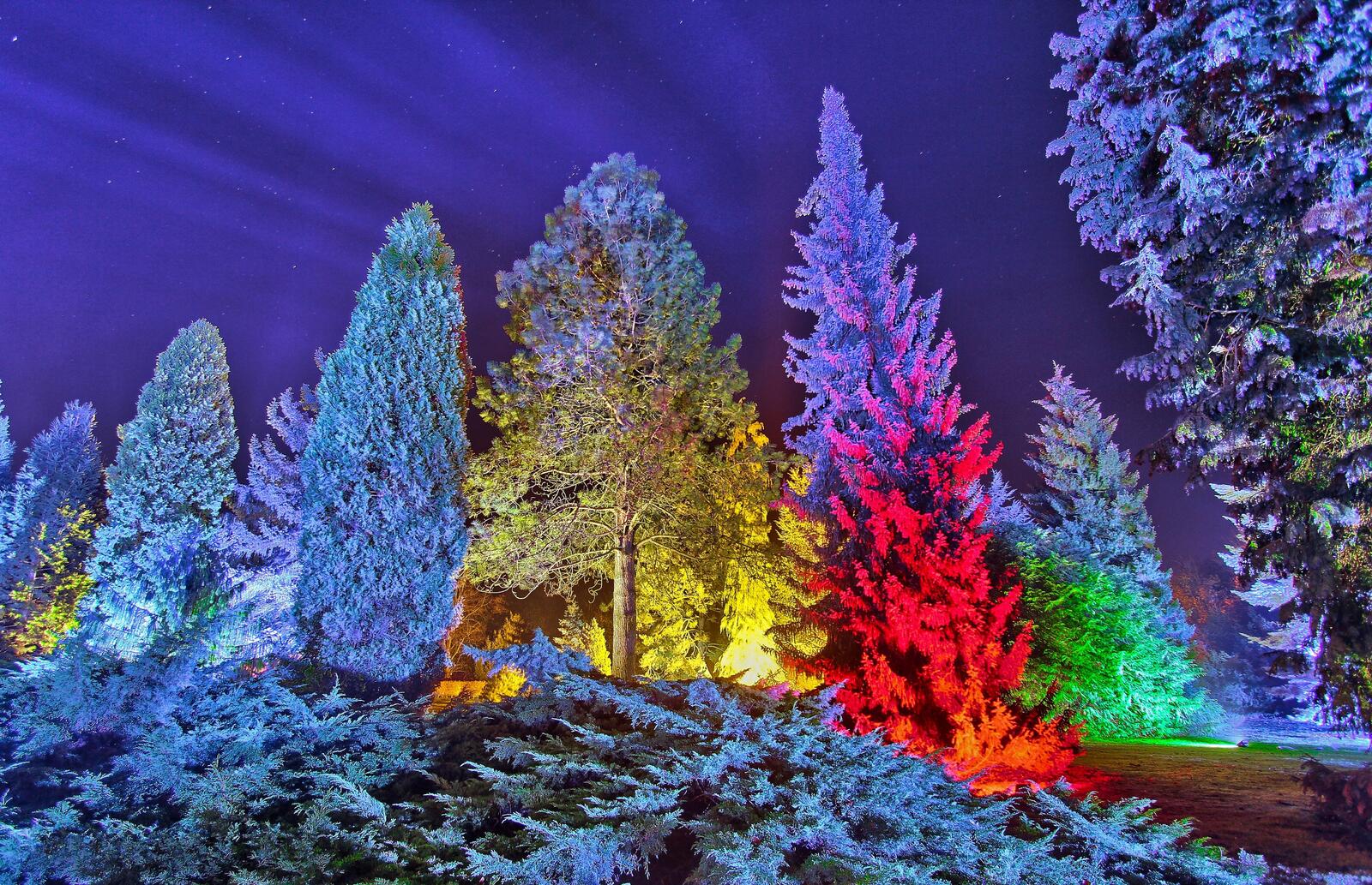 Обои разноцветные елки подсветка лес на рабочий стол