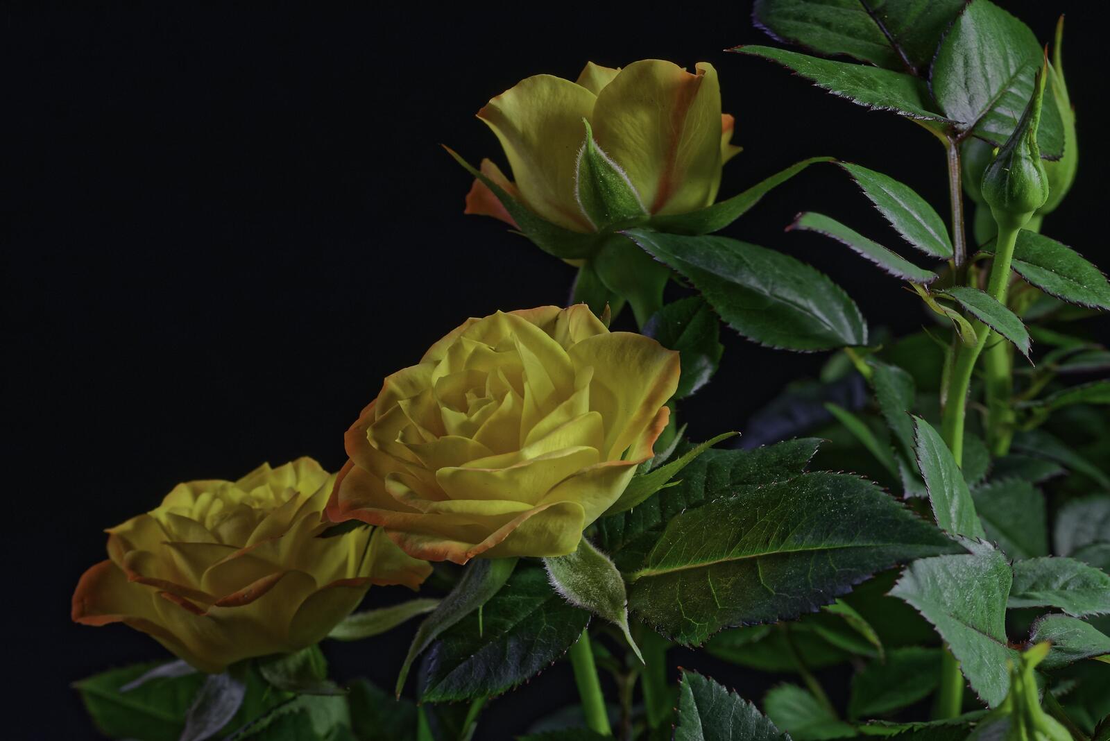 Обои цветы букет желтые розы на рабочий стол