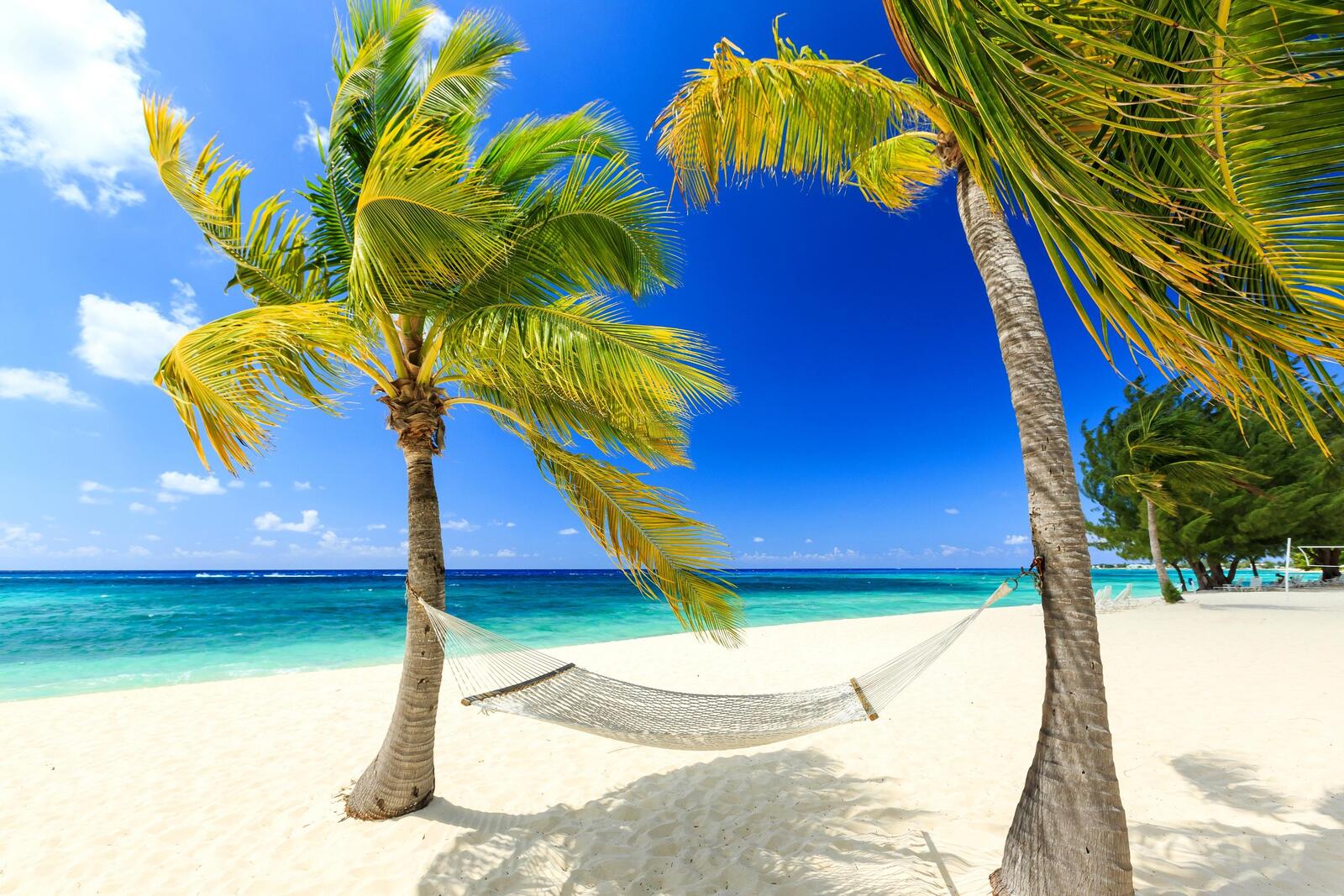 免费照片海滩、棕榈树的屏保照片