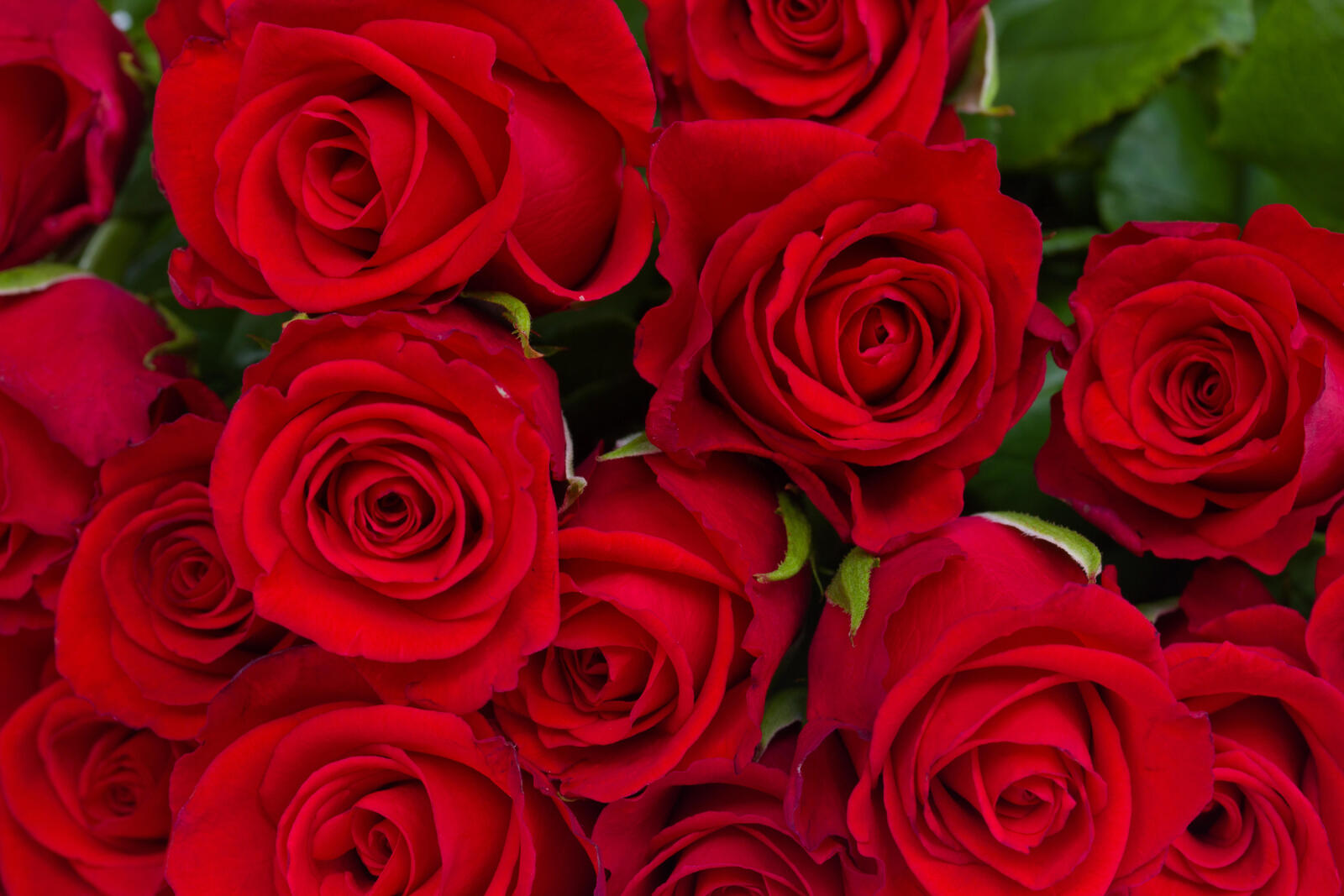 Обои цветы красные лепестки цветок на рабочий стол