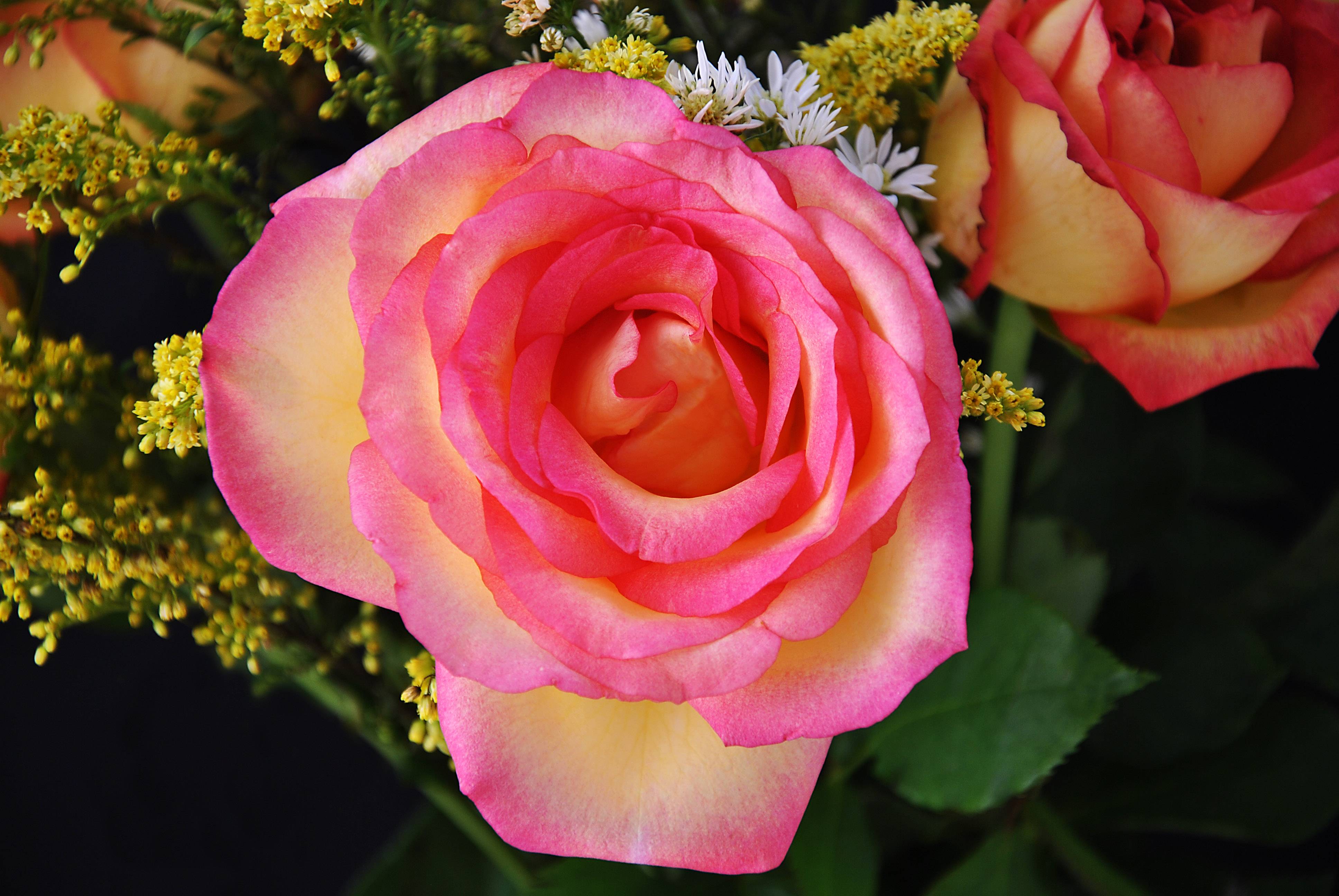 Обои букет роз роза розовые розы на рабочий стол