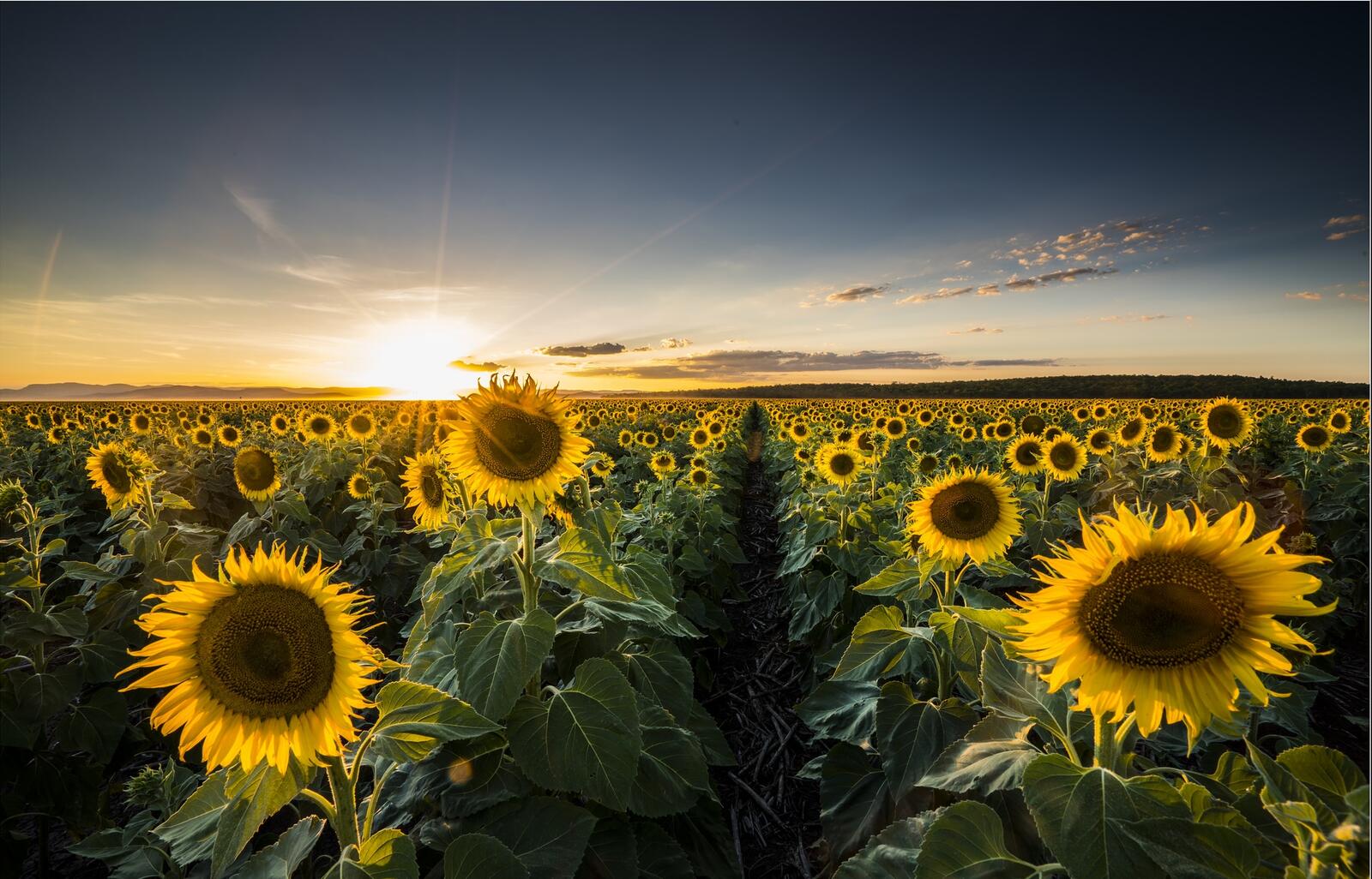 Wallpapers sunflower field landscape sunny weather on the desktop