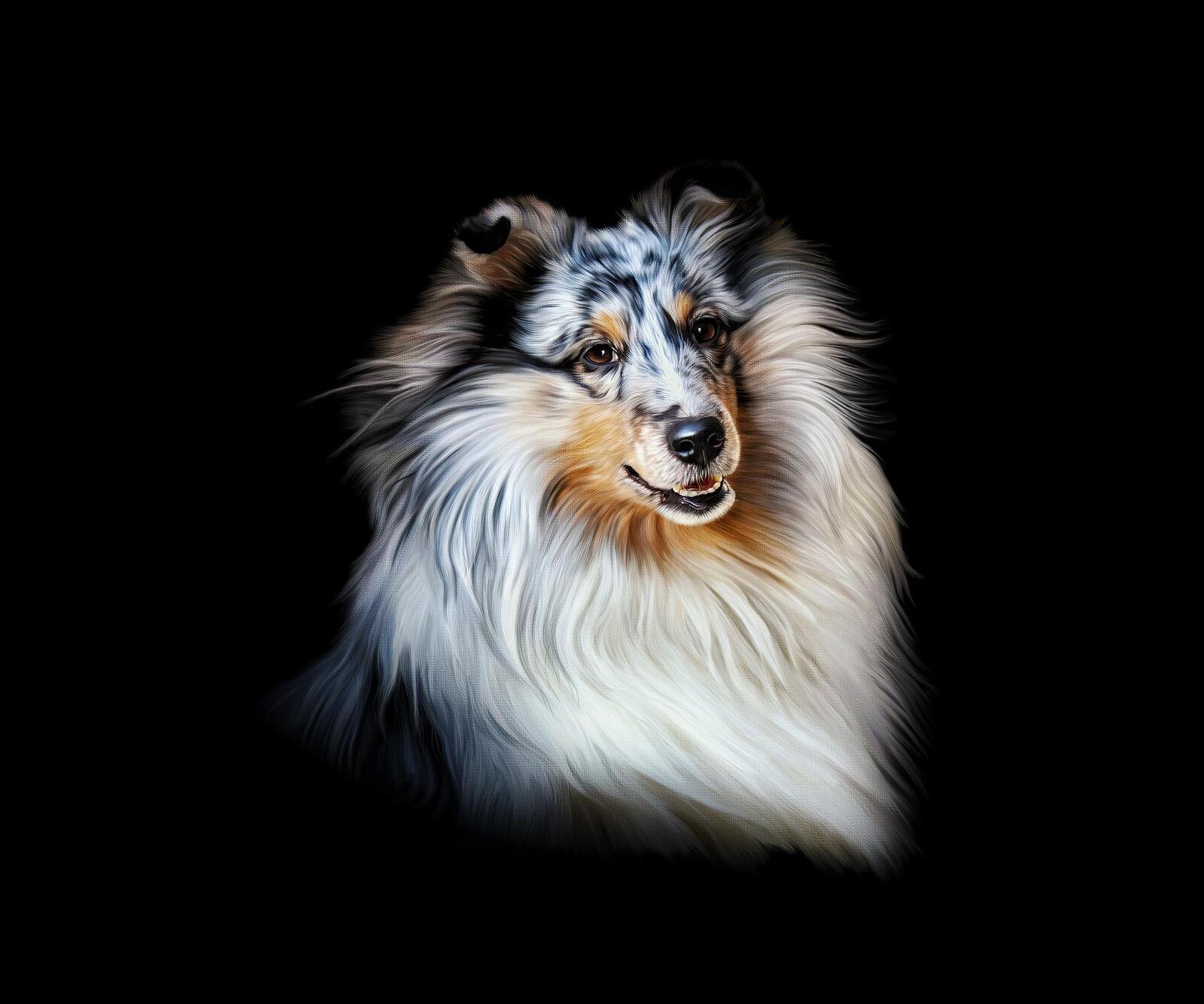Wallpapers portrait dog collie on the desktop
