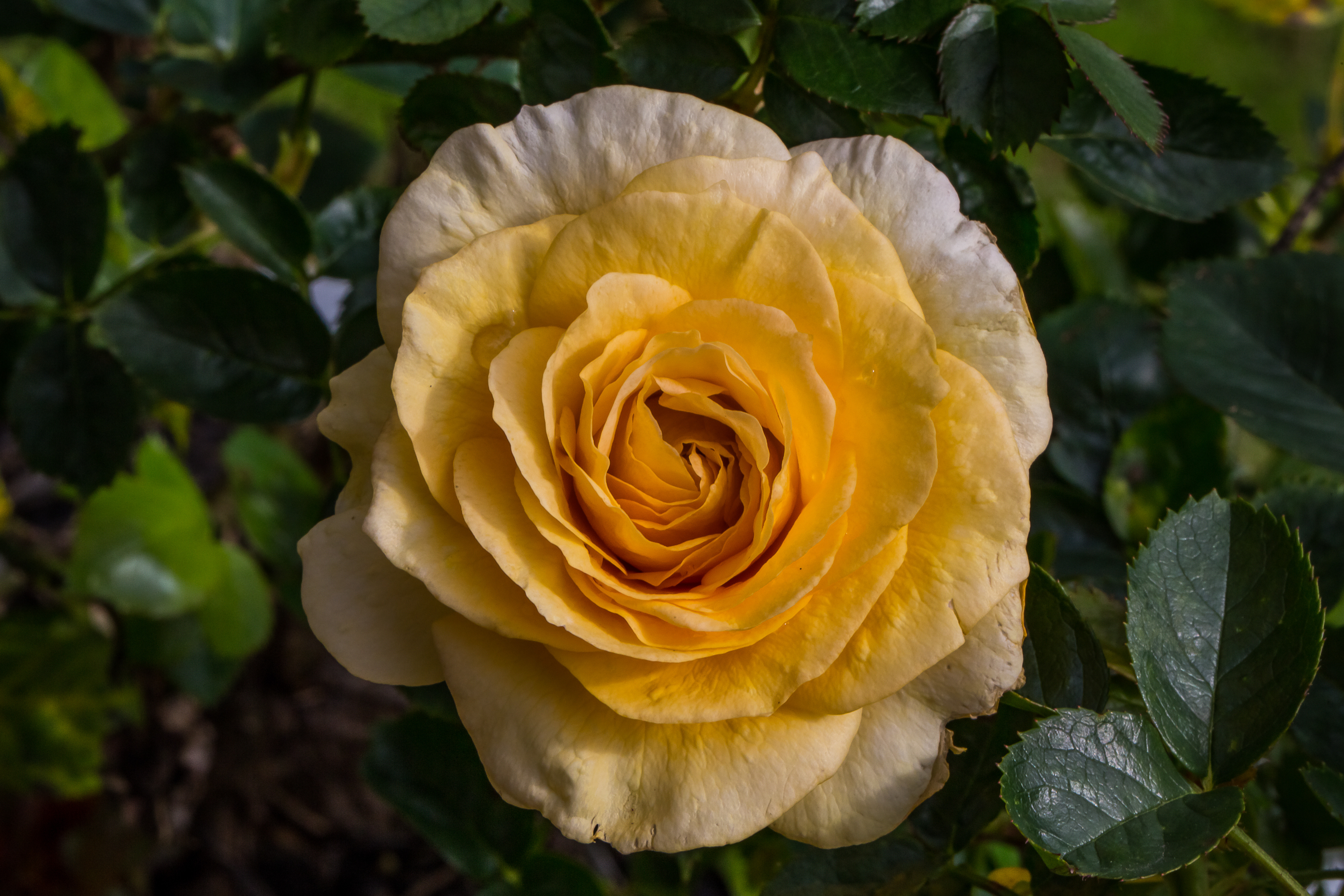 Обои роза желтый цветок желтая роза на рабочий стол