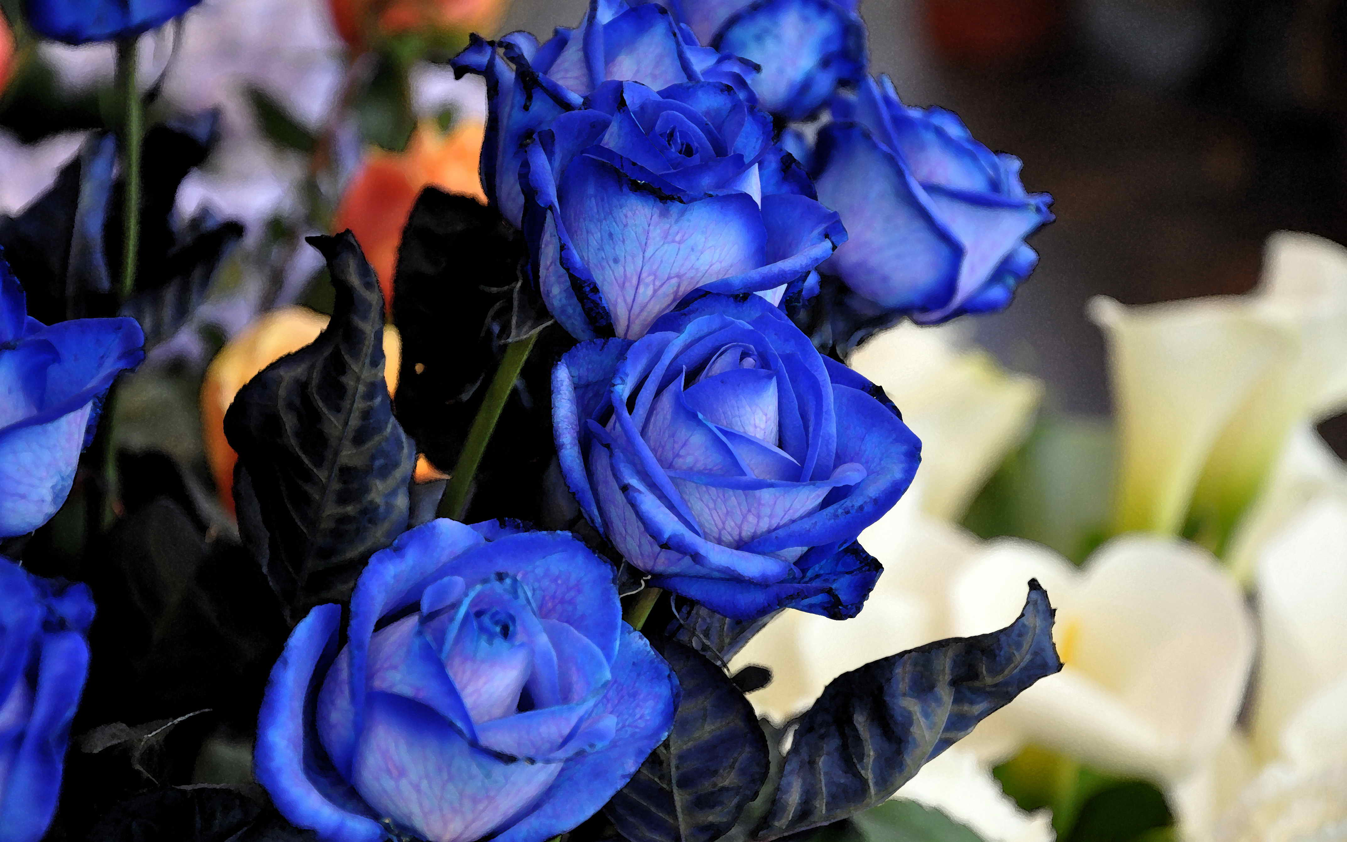 Обои розы синие букет на рабочий стол