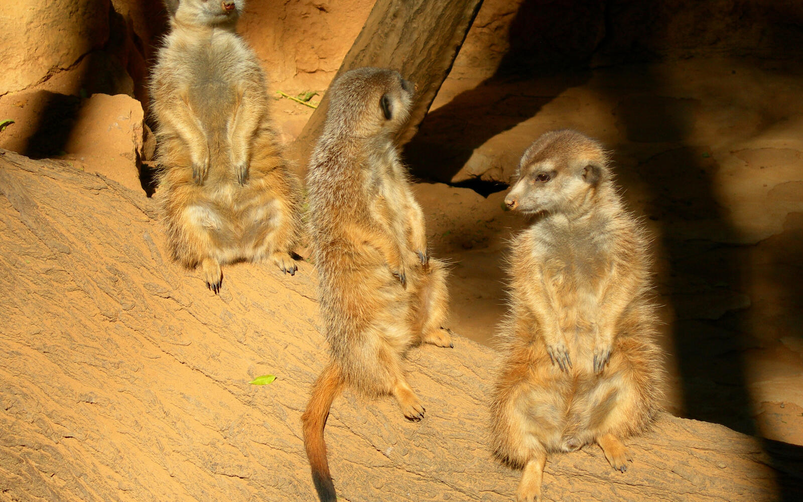 Wallpapers meerkats muzzles paws on the desktop