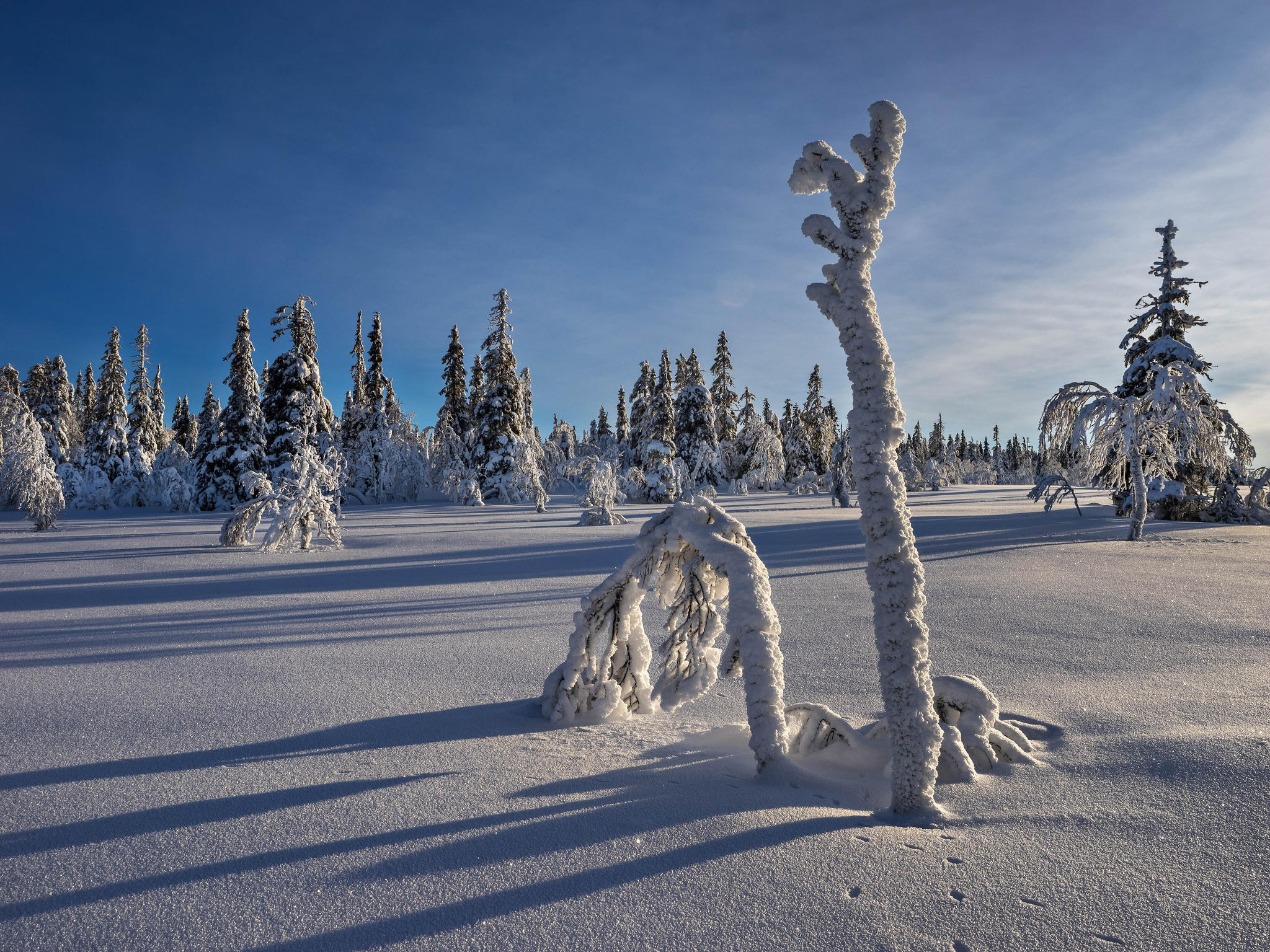 Фото бесплатно снег на ветках, закат, снег на деревьях