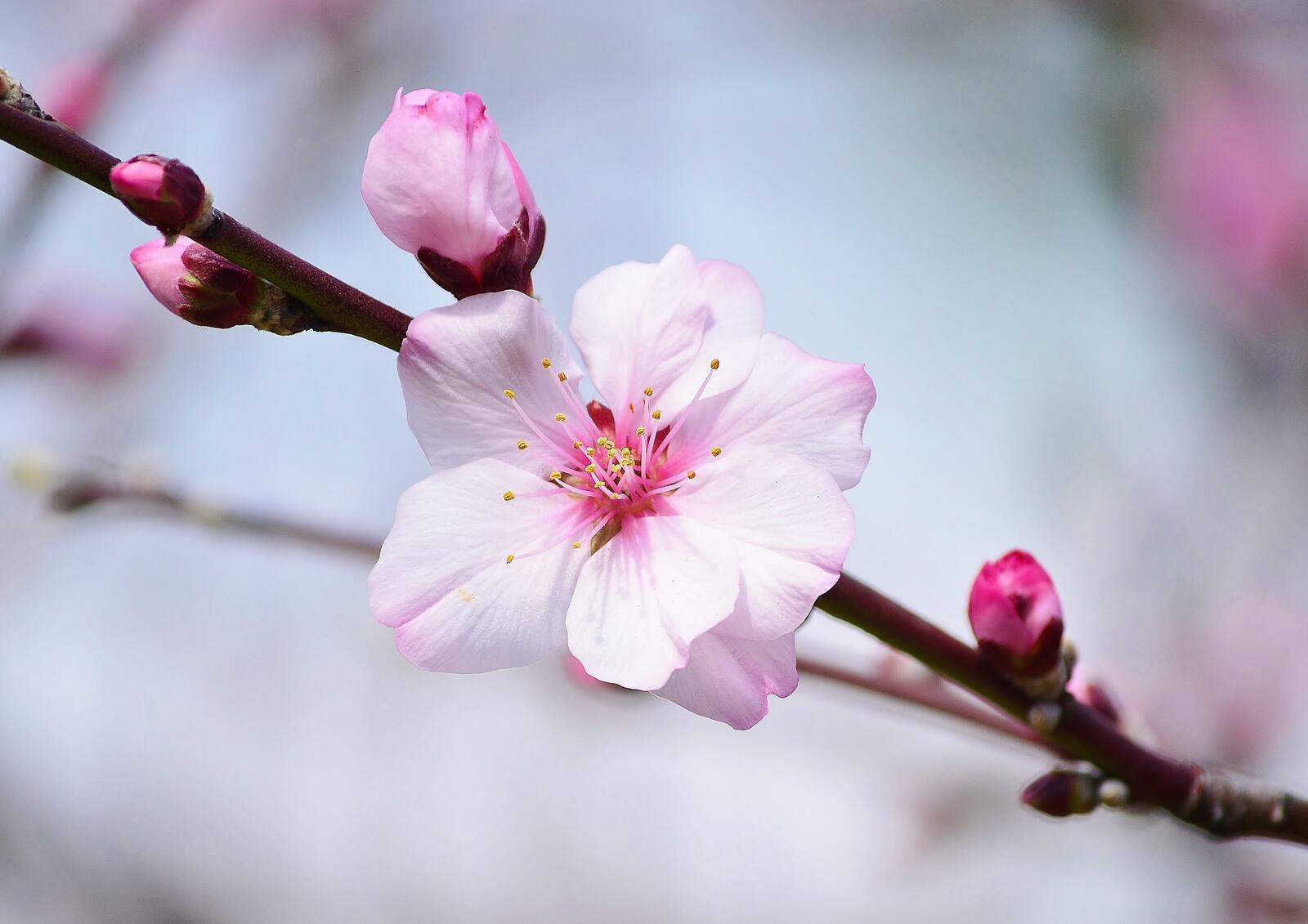 Обои цветение сакуры сакура флора на рабочий стол