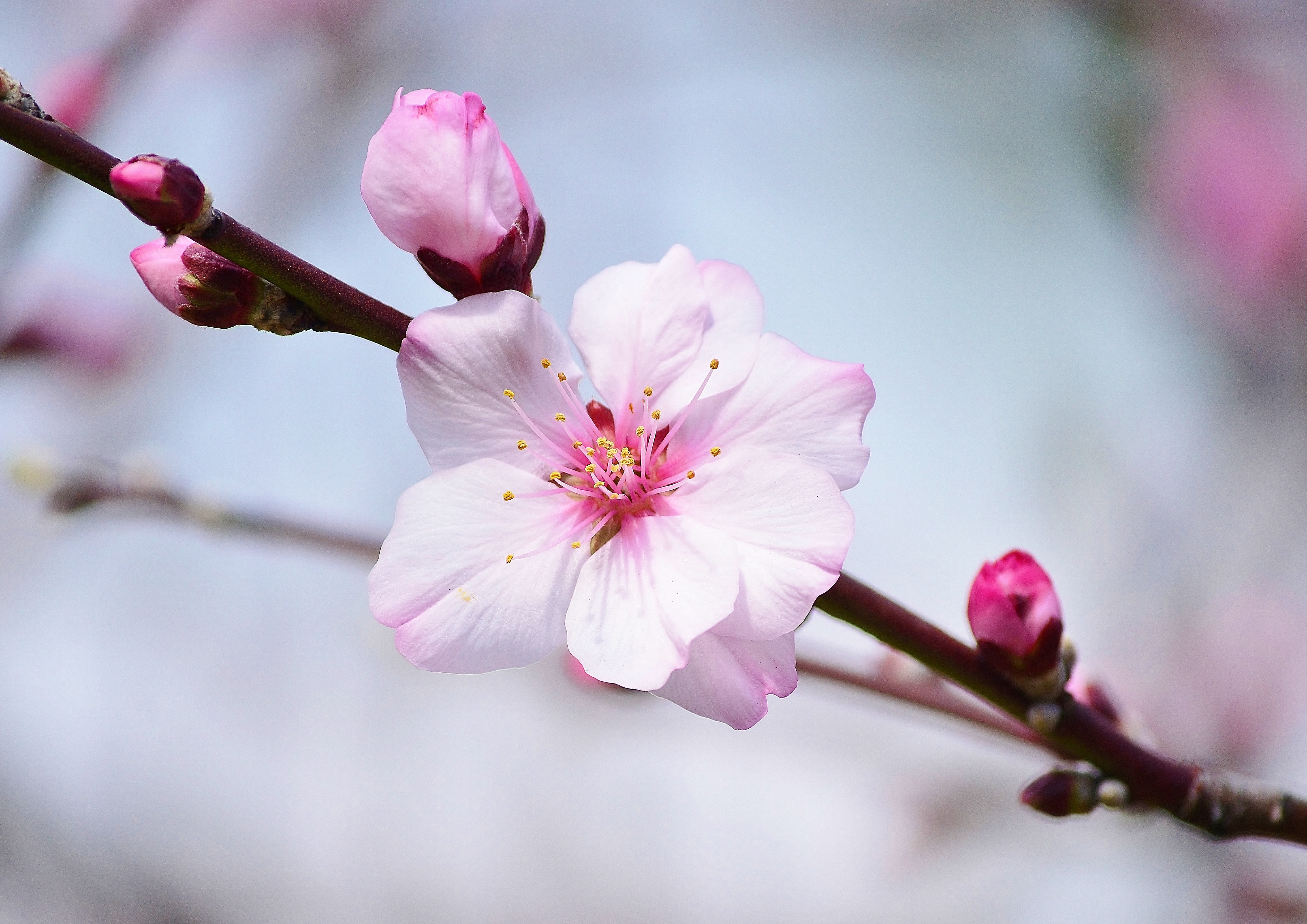 Обои цветение сакуры сакура флора на рабочий стол