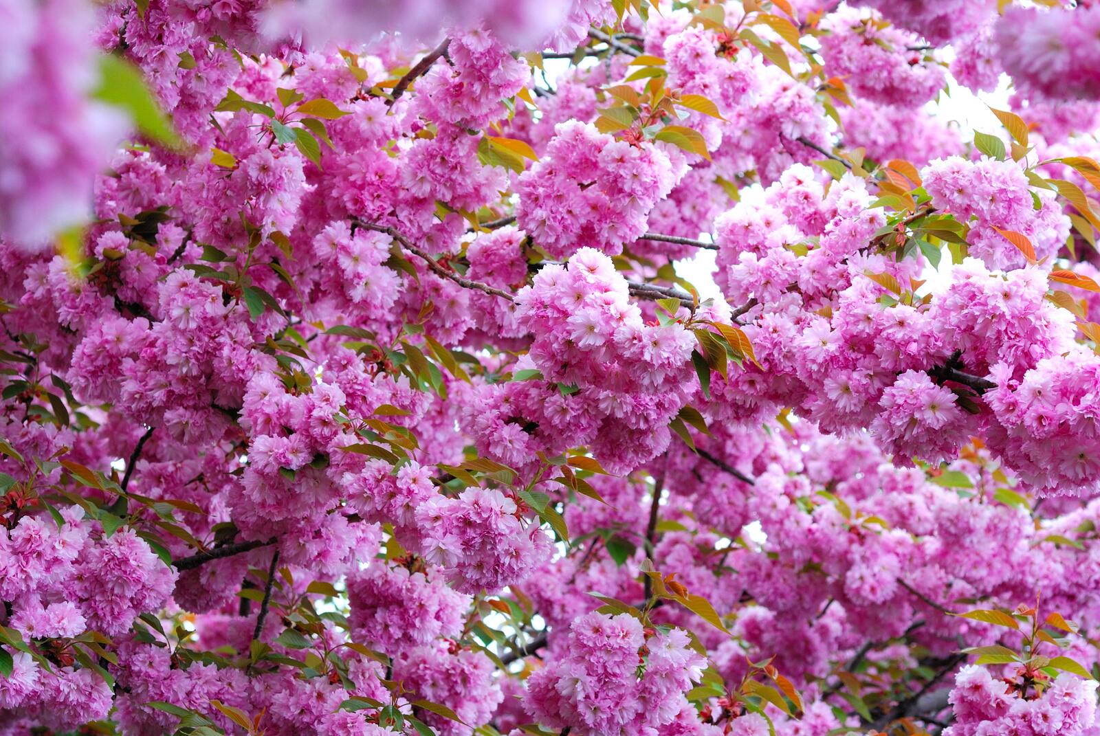 Обои розовые цветы цветы вишни ветки сакуры на рабочий стол