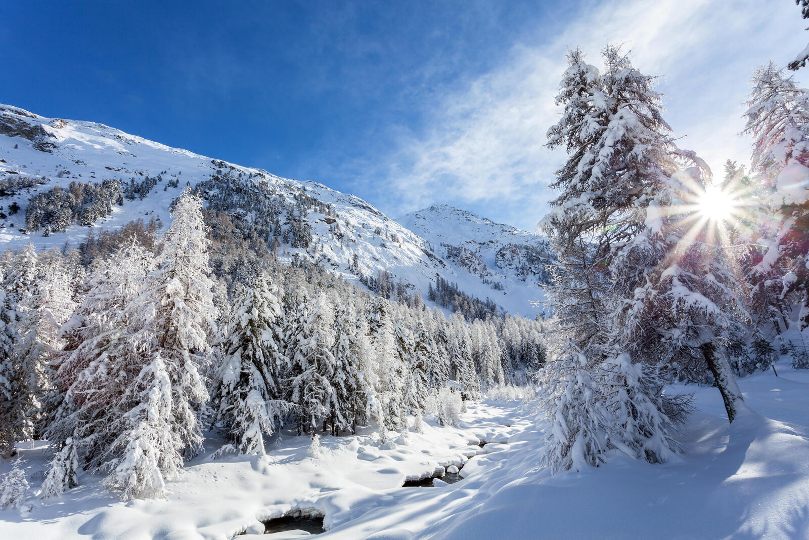 Wallpapers winter mountains trees snow on the desktop