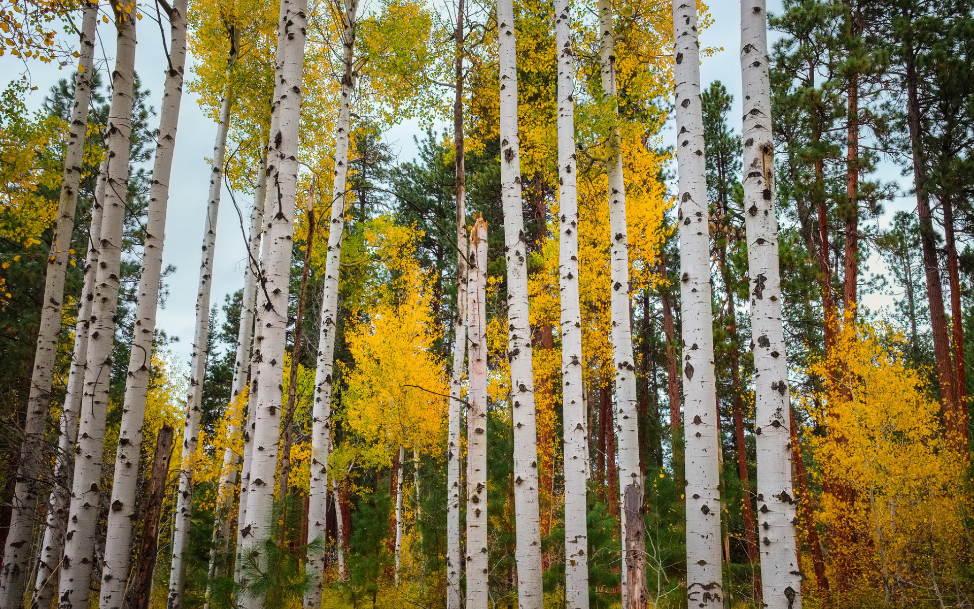 Wallpapers birch forest birch autumn on the desktop