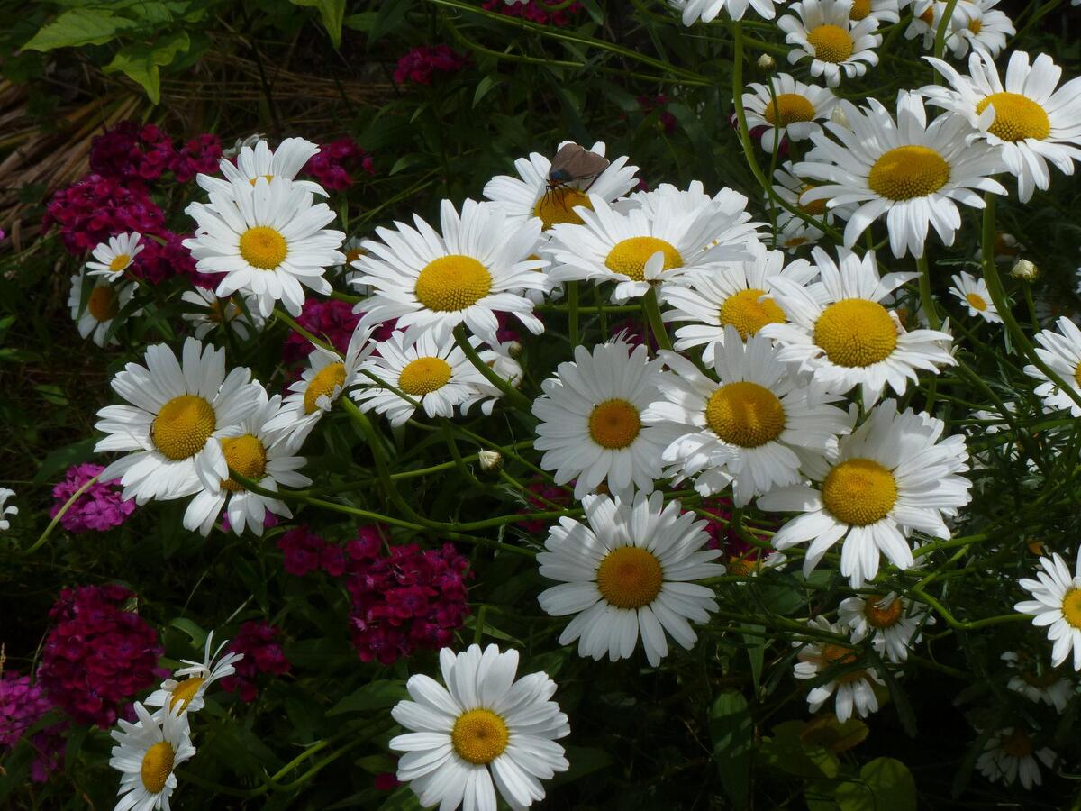 Download flora daisies with photo website fonwall
