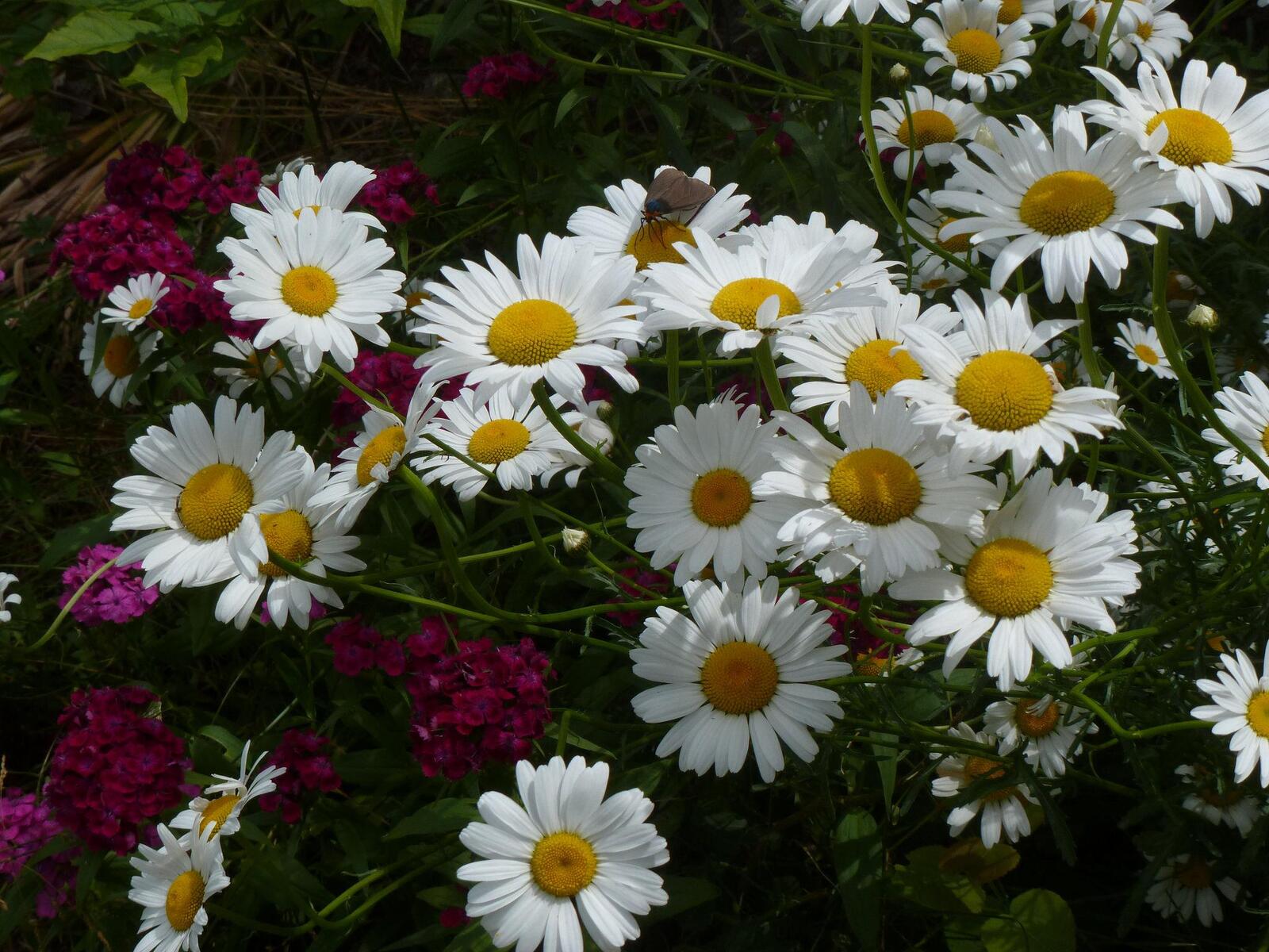 Free photo Download flora daisies with photo website fonwall