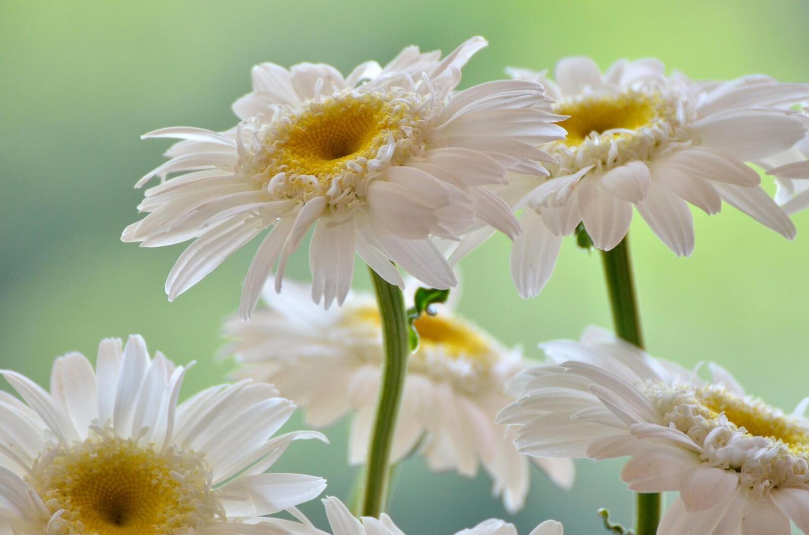 Wallpapers gerbera daisies petals white on the desktop