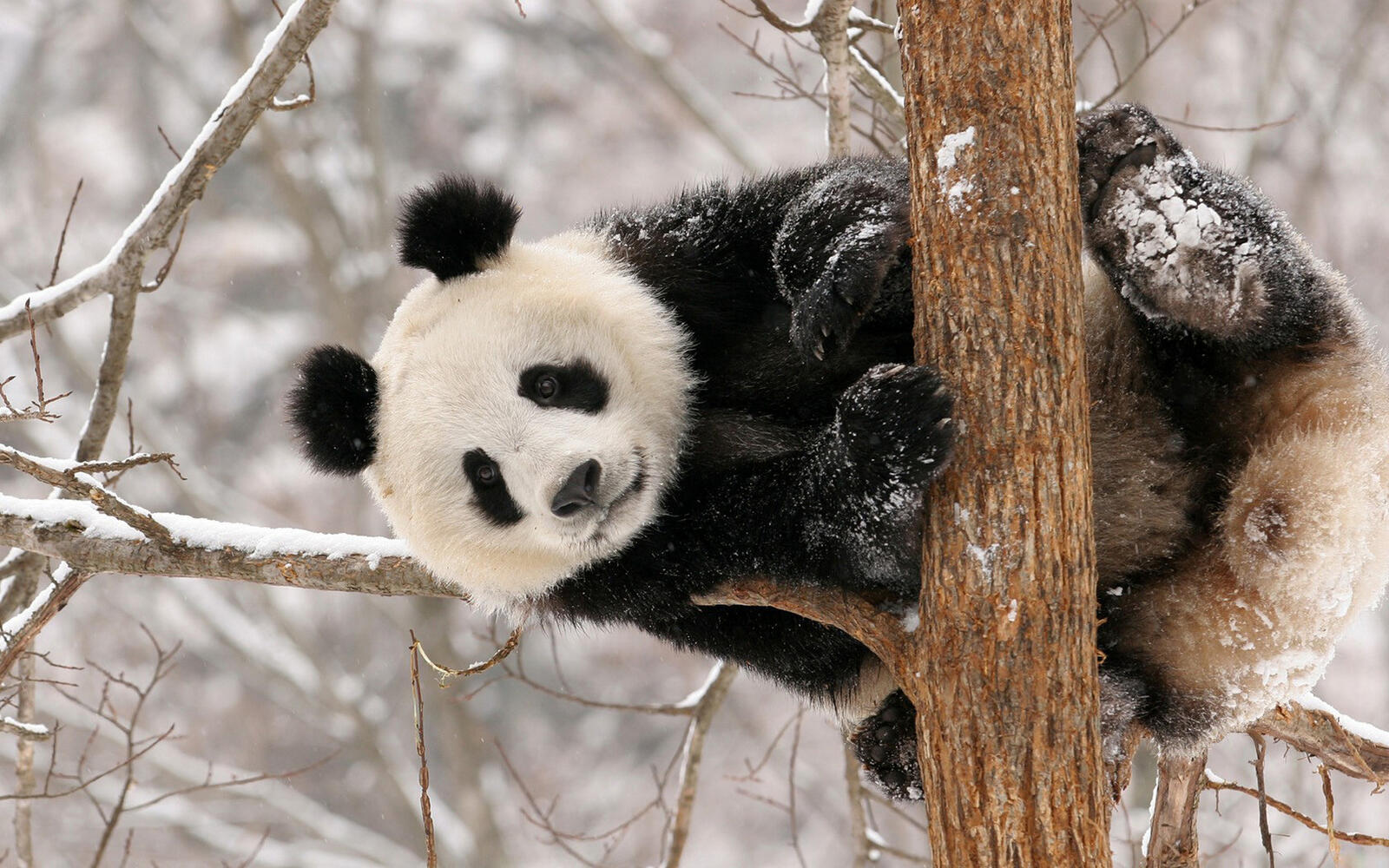 Обои панда бамбуковый медведь дерево на рабочий стол